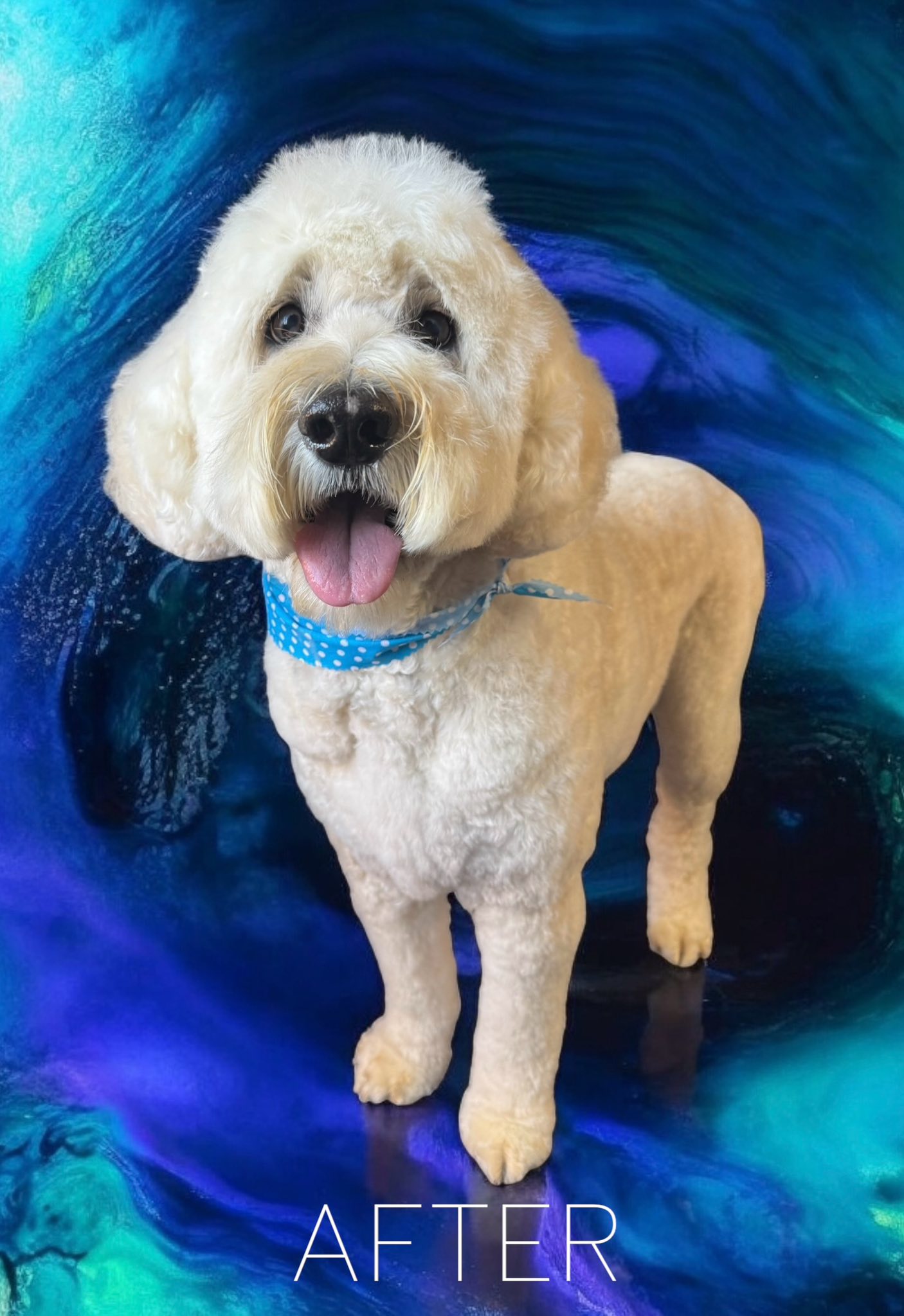 So Fetch Dog Spa Jonesboro