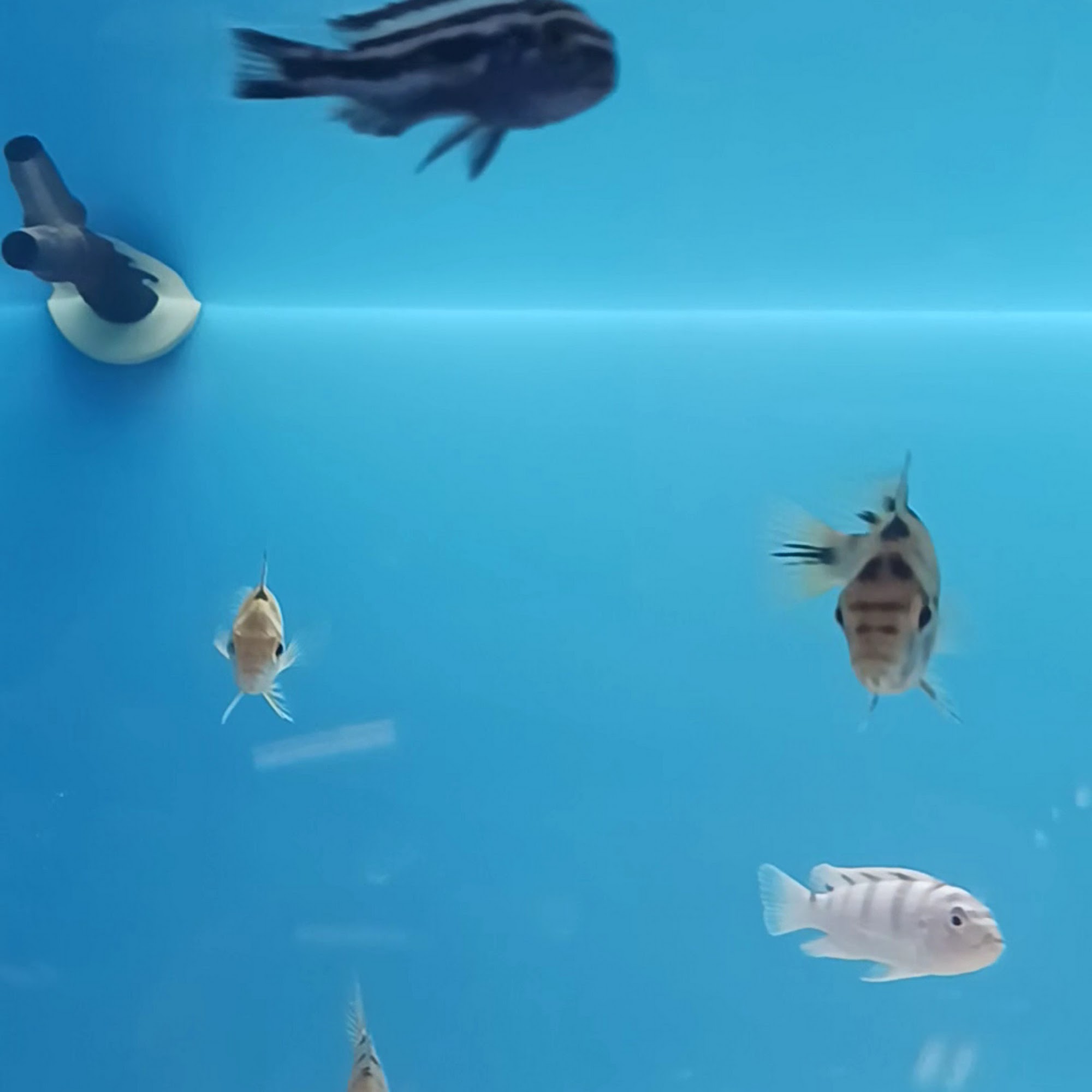 PetSmart Little Rock