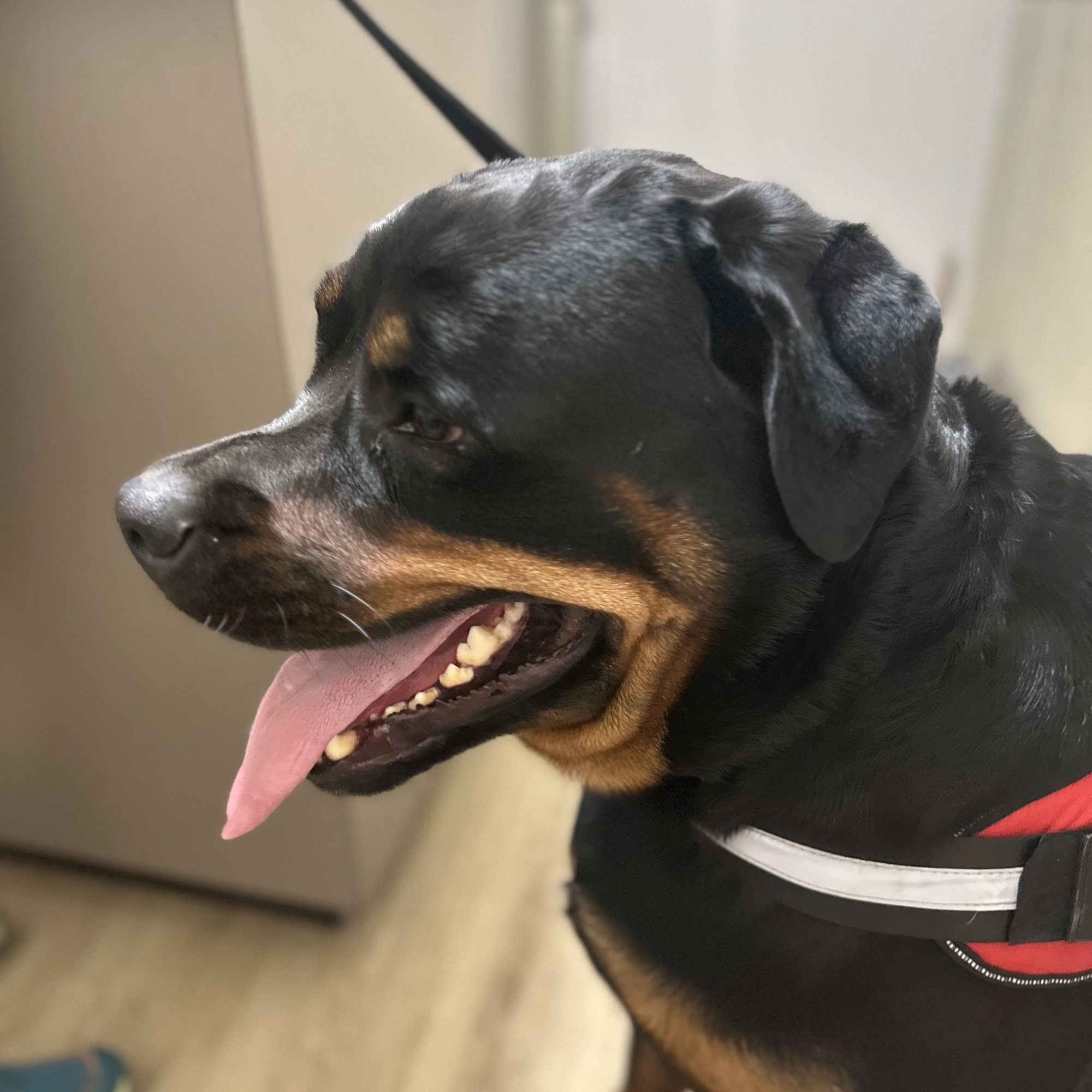 Hillcrest Animal Hospital Little Rock