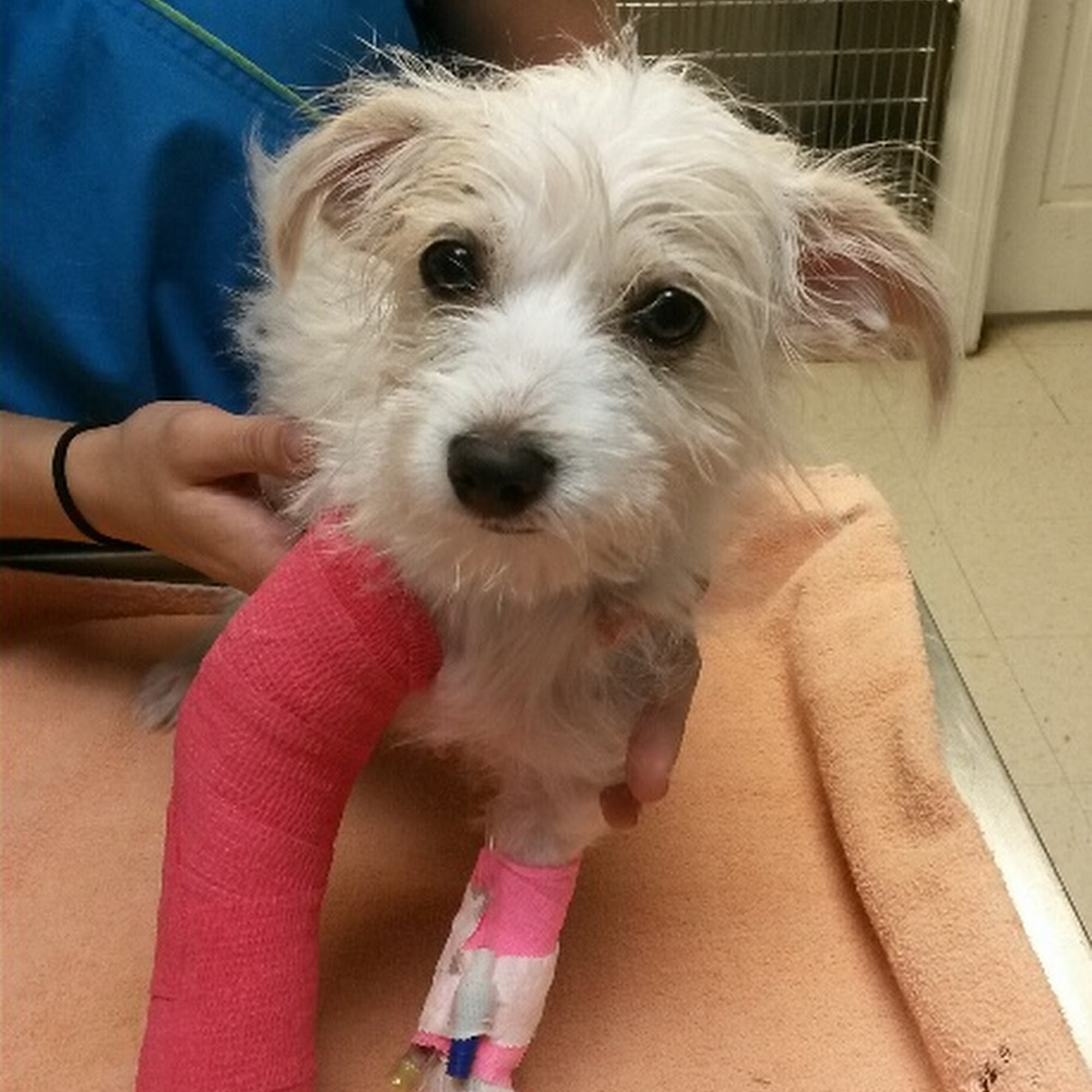 House Veterinary Clinic Little Rock