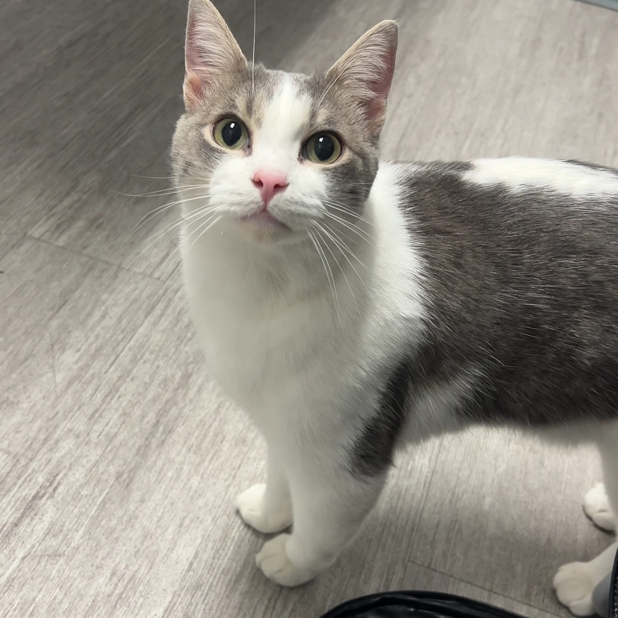 Bowman Road Animal Clinic Little Rock