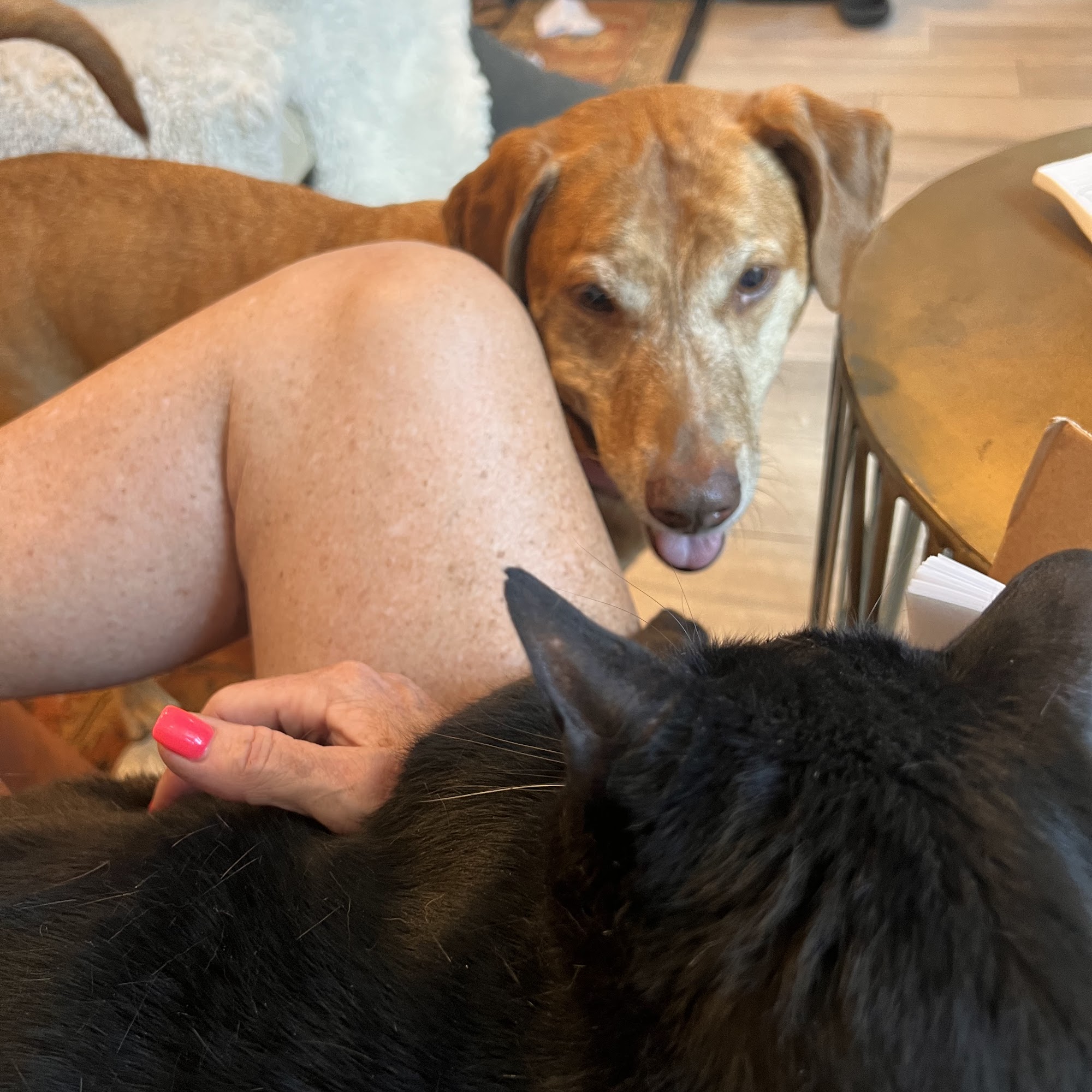 Parkway Animal Hospital Little Rock