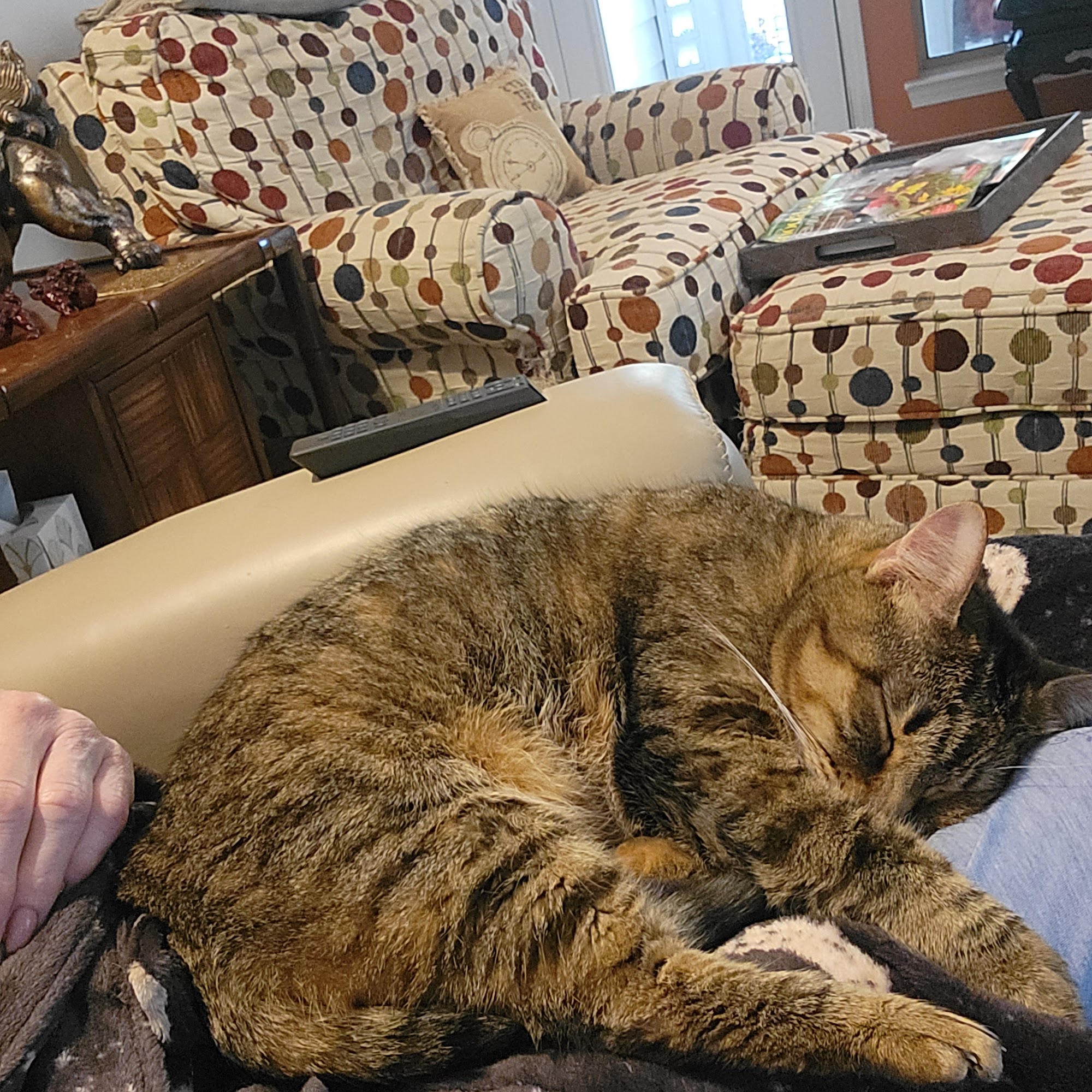 Shackleford Veterinary Clinic: Dr. Brian Barron, DVM Little Rock