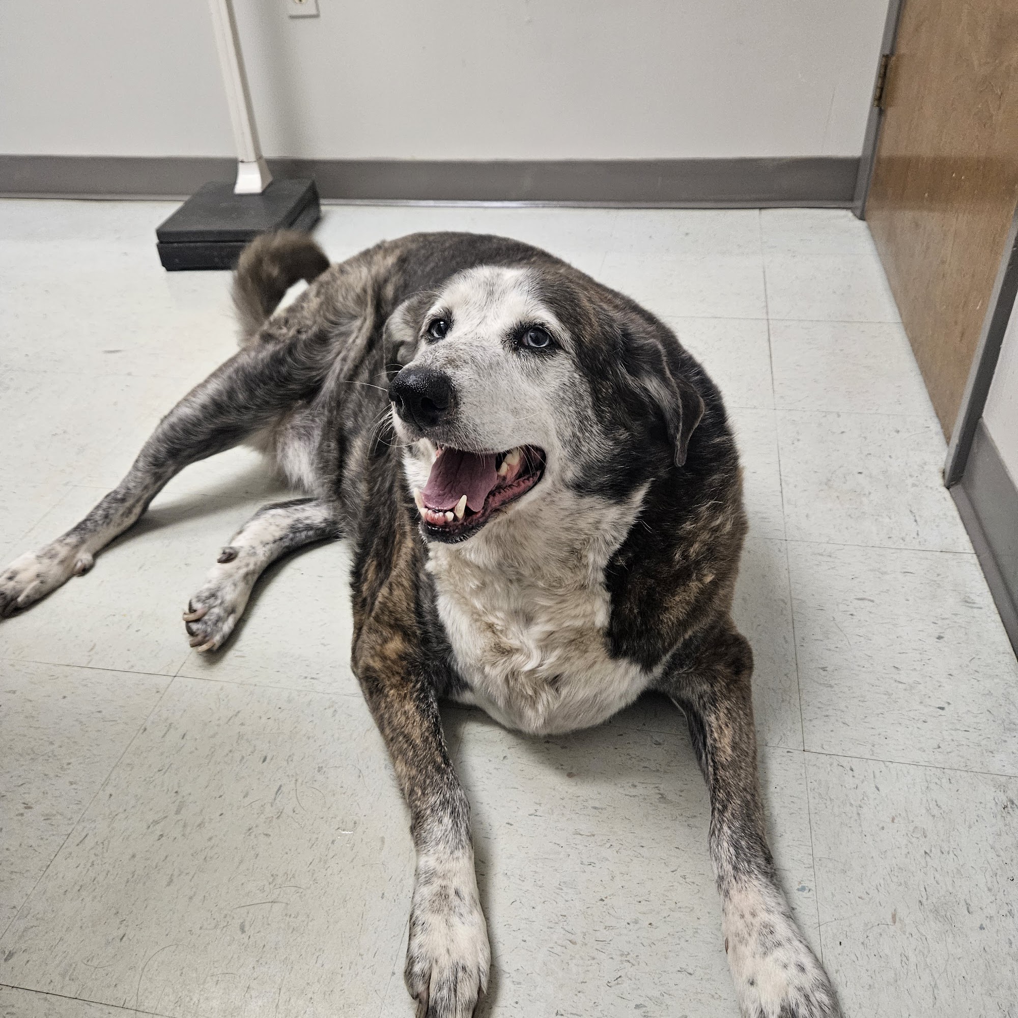 Stagecoach Veterinary Clinic Little Rock