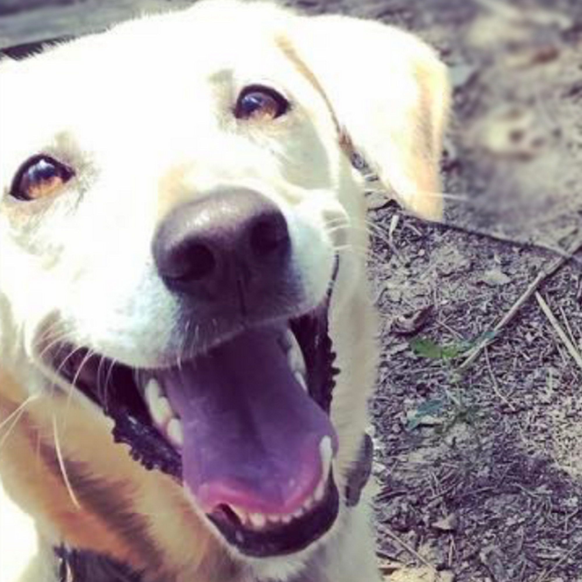 Cloverdale Animal Hospital: Dr. Michael T Gillum DVM Little Rock