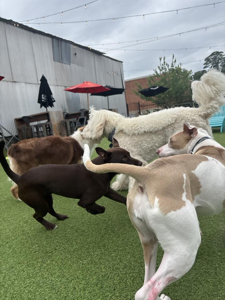 Bark Bar Little Rock