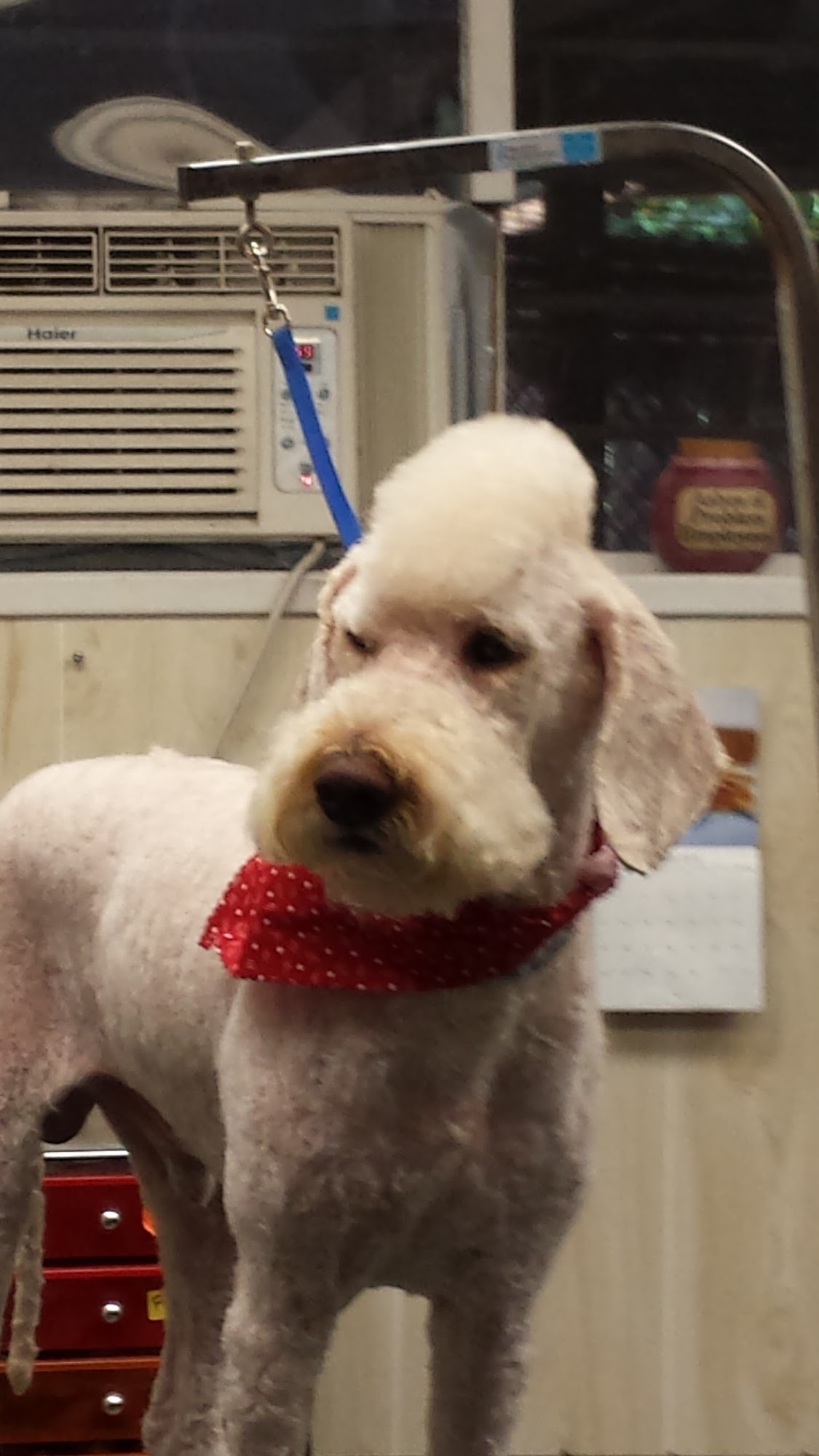 Happy Days Grooming & Board Little Rock