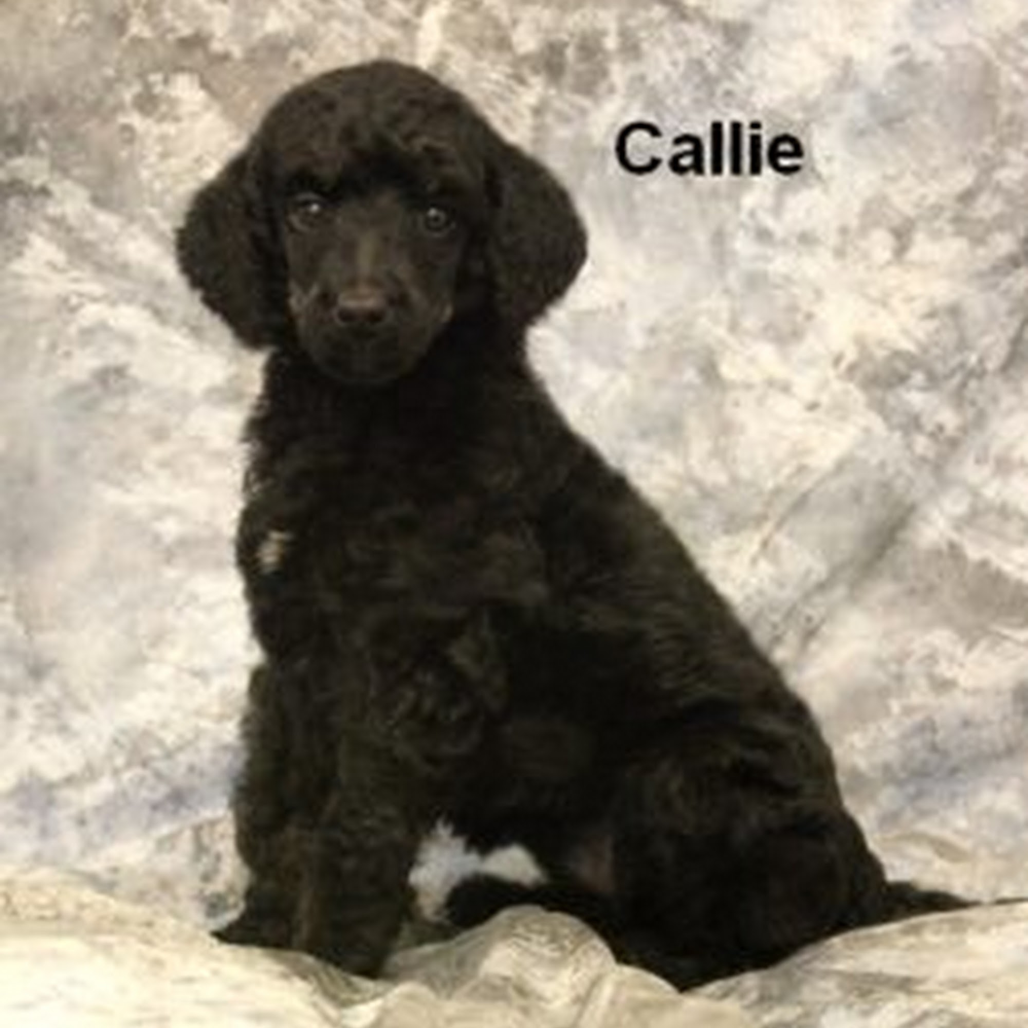 Smith Standard Poodles Little Rock