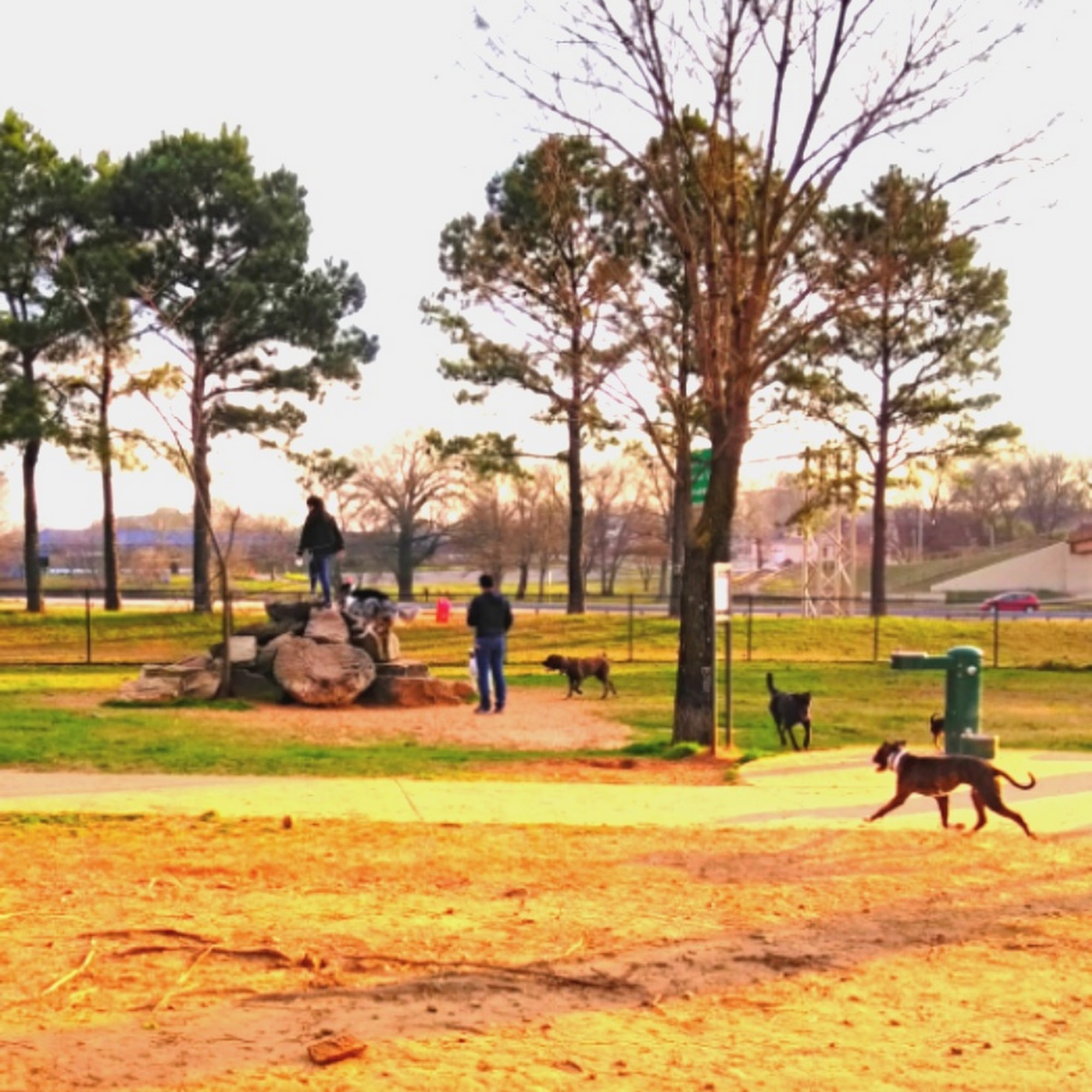 MacArthur Dog Park and Recreation Little Rock