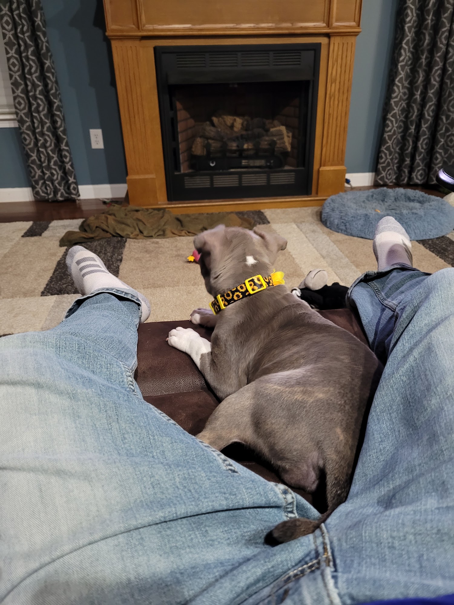 CARE for Animals Inc. Little Rock