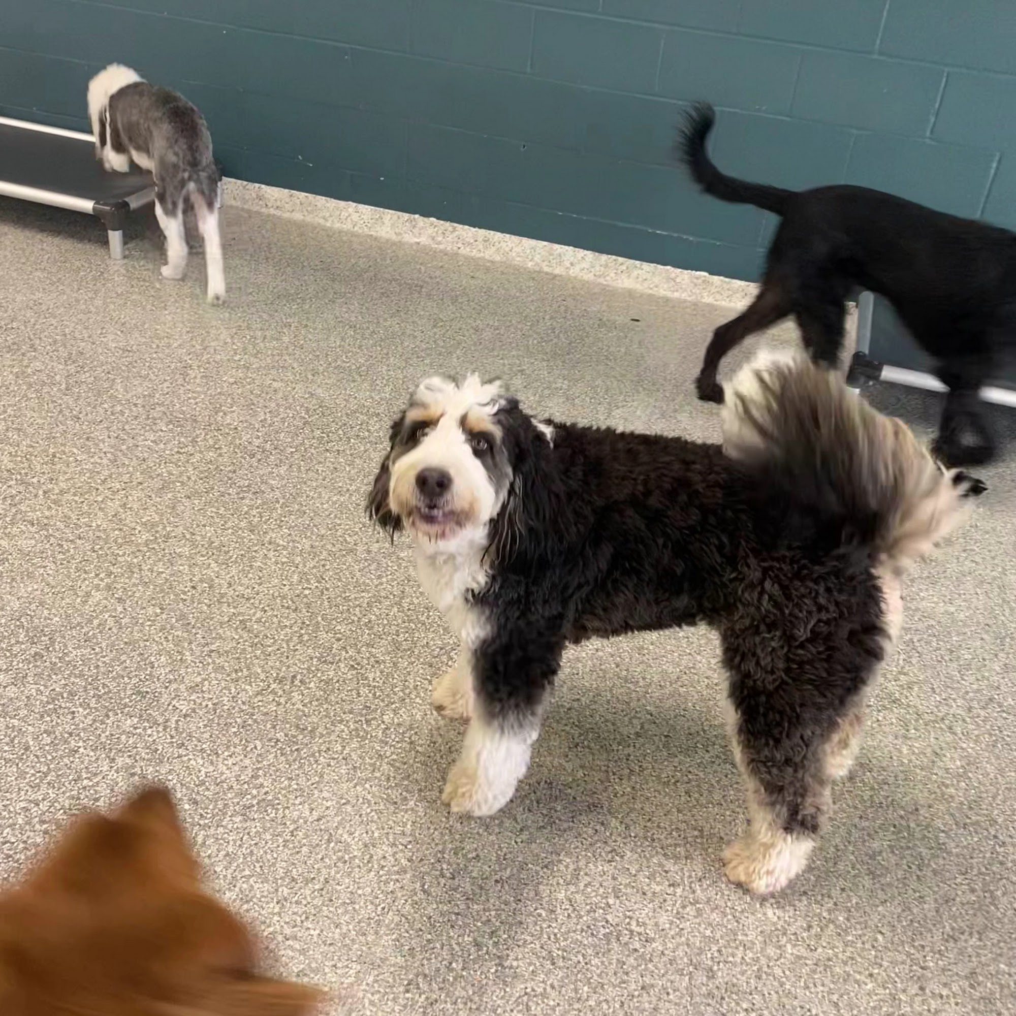 Hounds Lounge Pet Resort and Spa - West Little Rock Little Rock