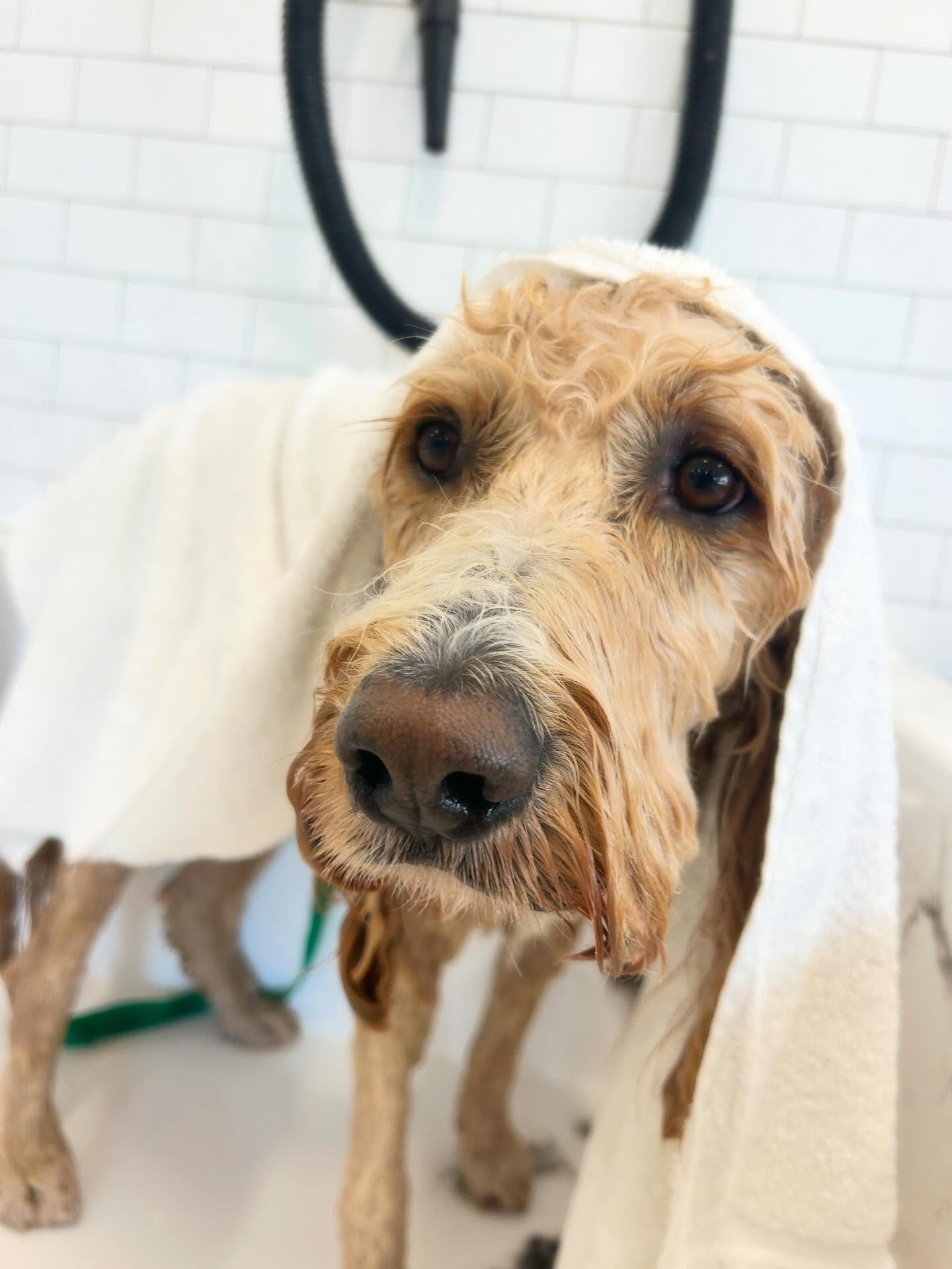 Hounds Lounge Pet Resort and Spa - West Little Rock Little Rock
