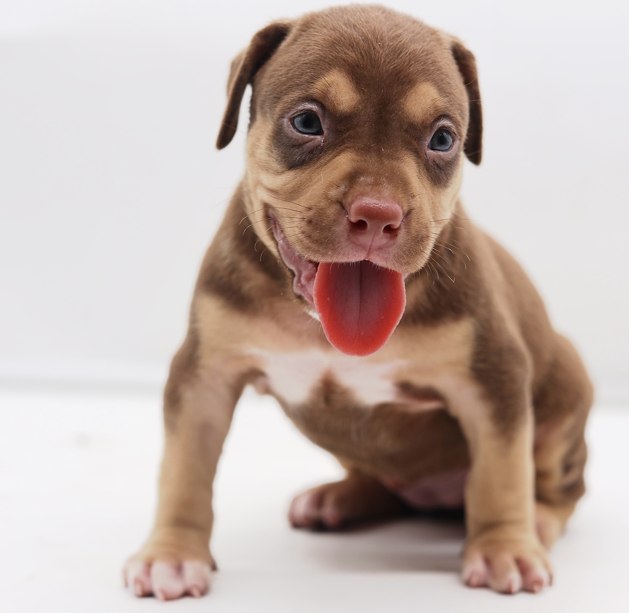 Burrnationk9s ️ Little Rock