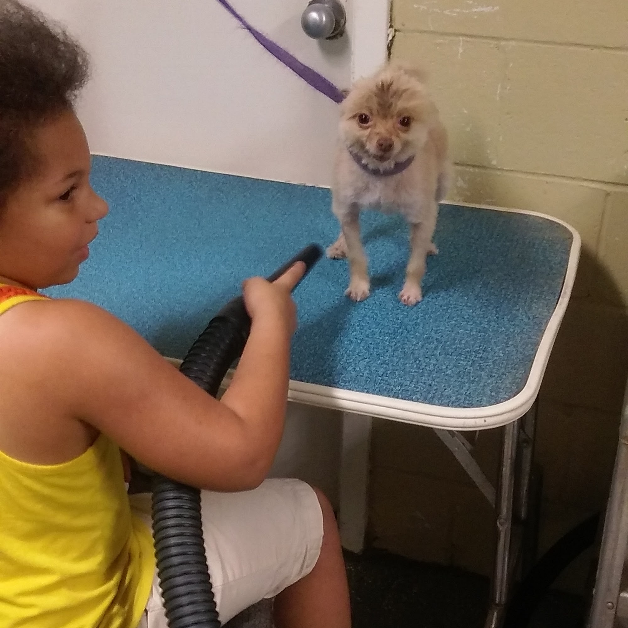 At Home Grooming Little Rock