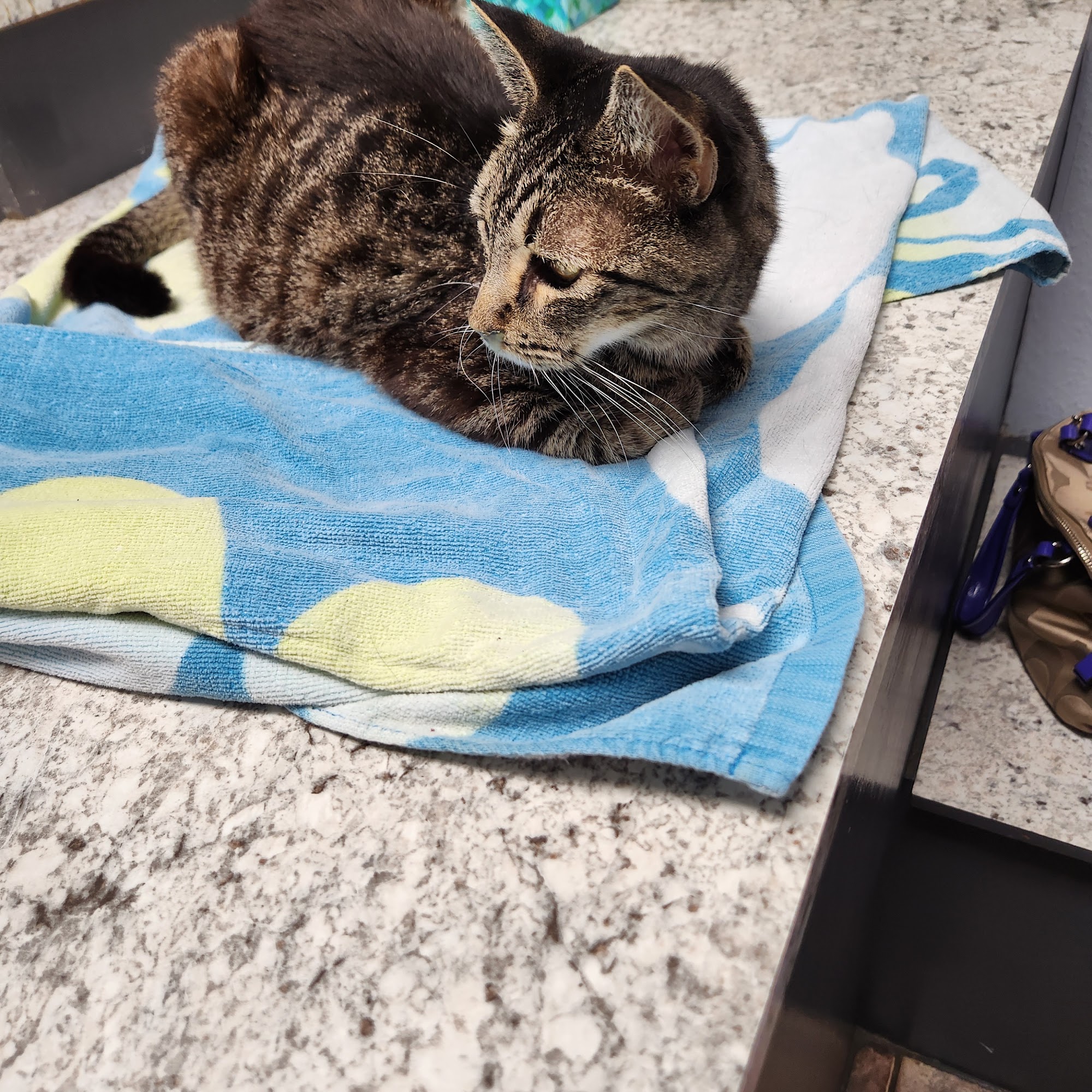 Lowell Vet Center Lowell