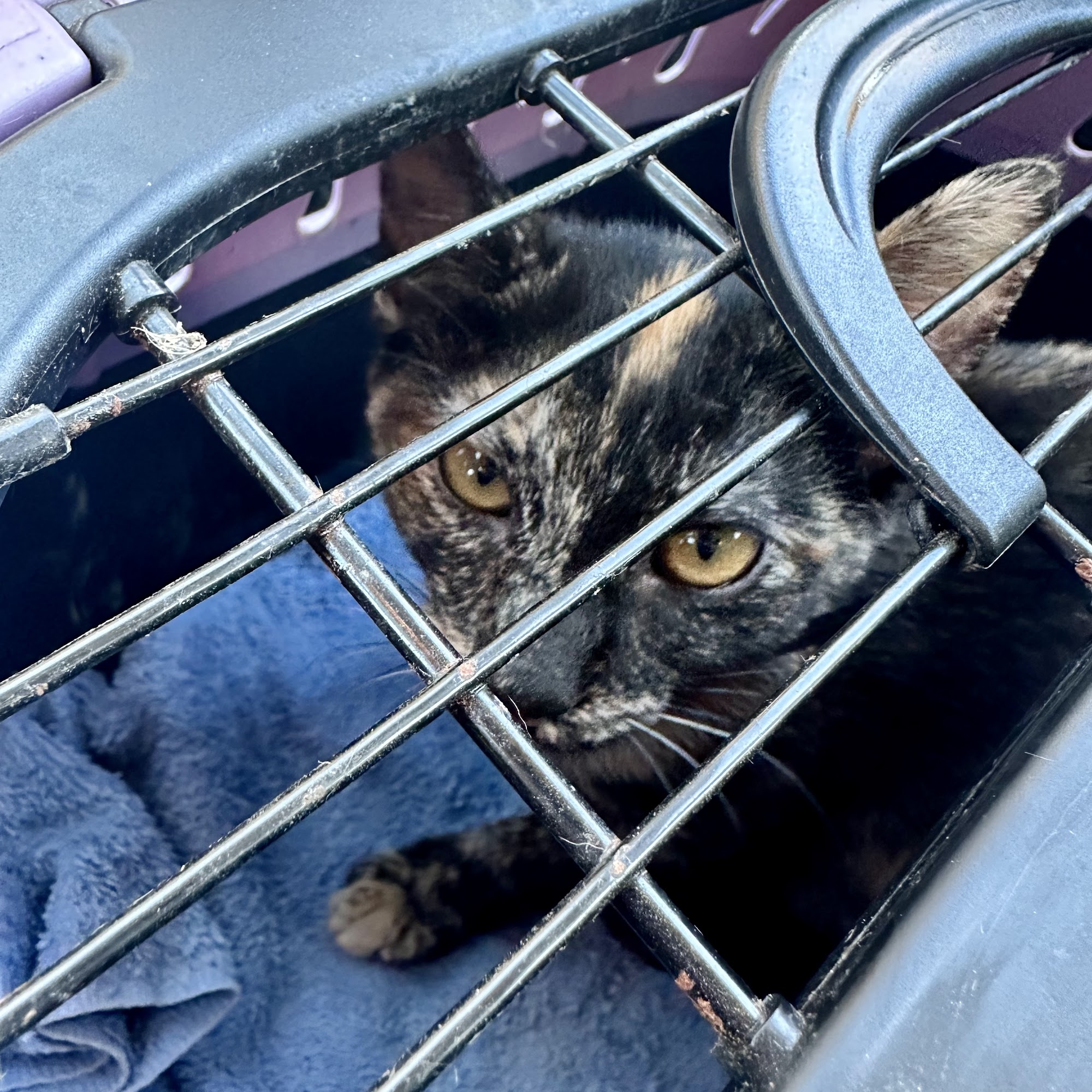 Eastridge Animal Hospital Magnolia