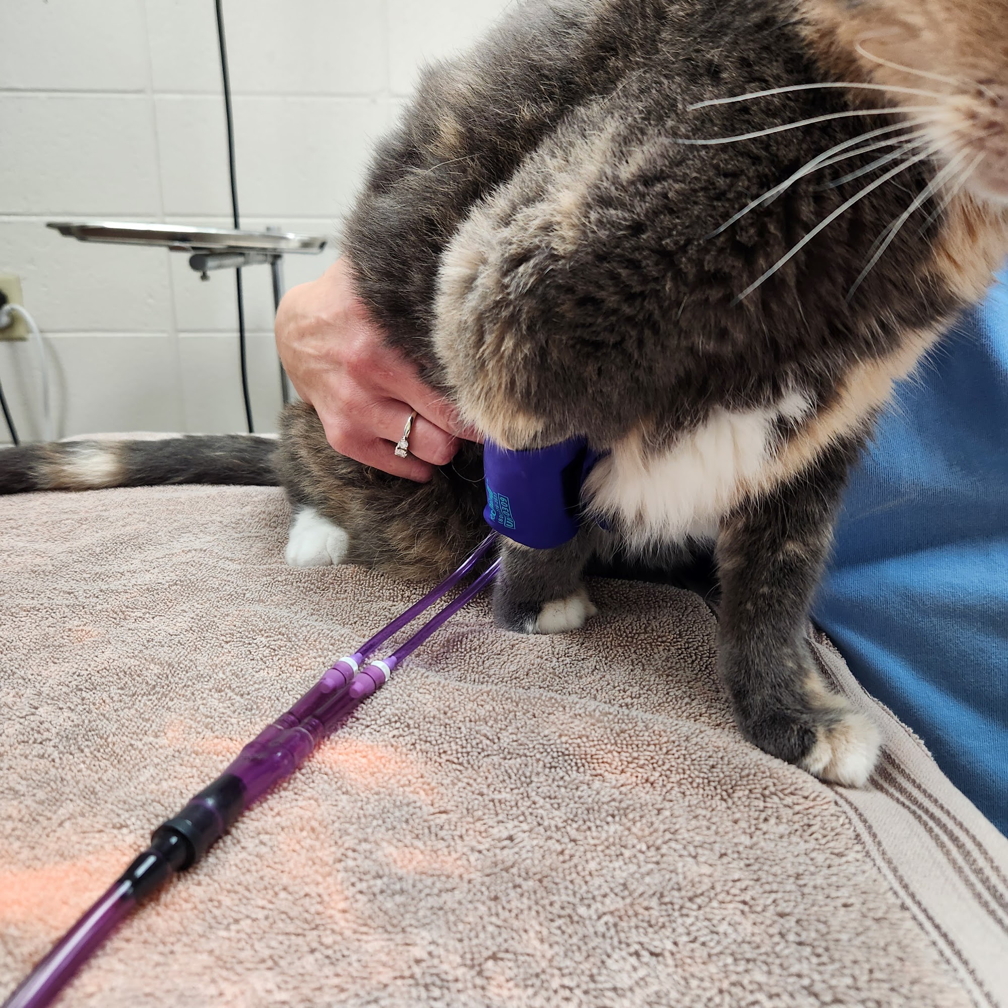 Magnolia Veterinary Services Magnolia