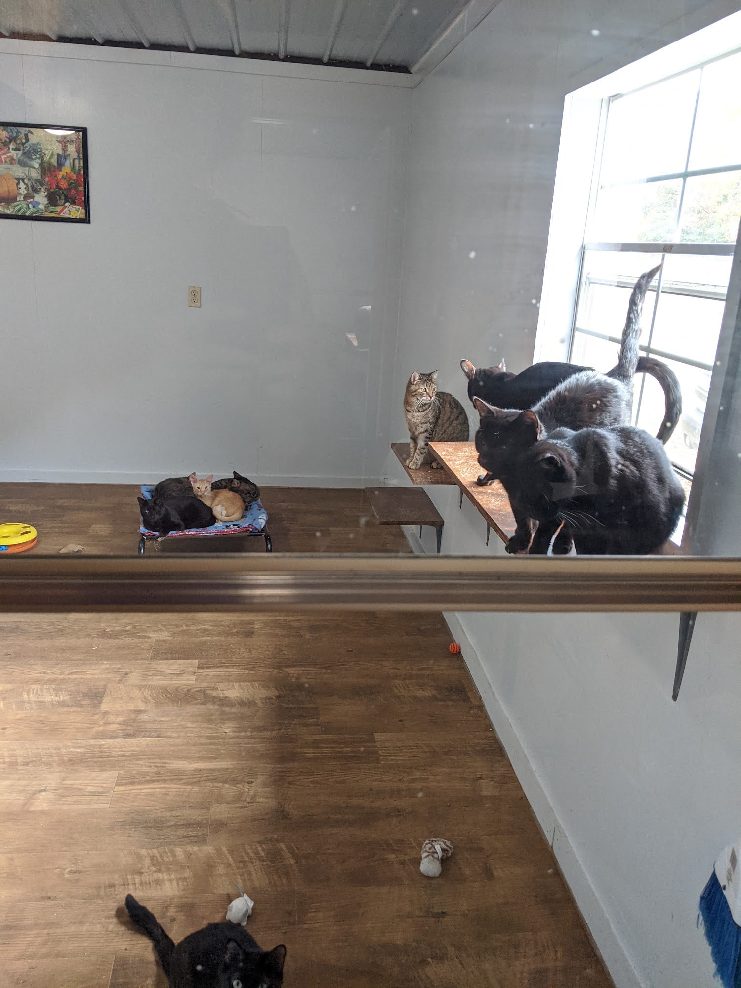 Ccaps Animal Shelter Magnolia