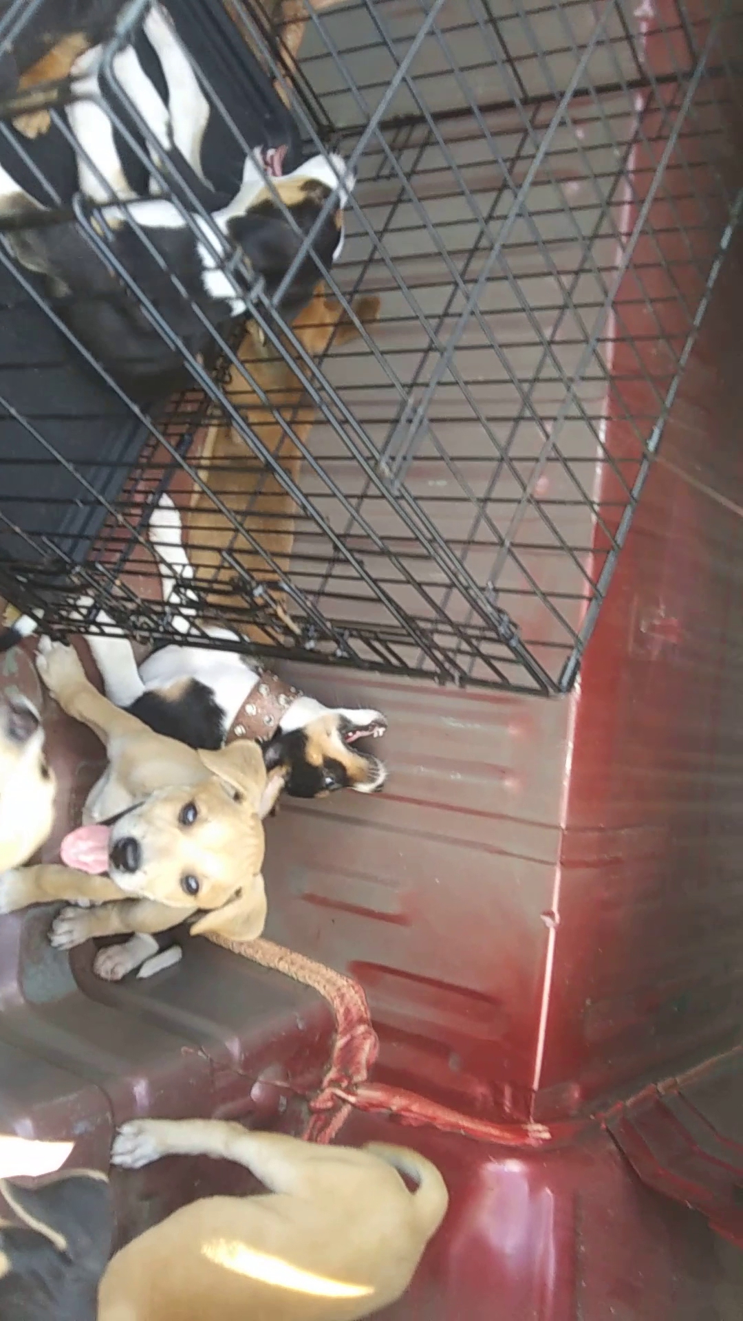 Animal Medical Clinic Malvern