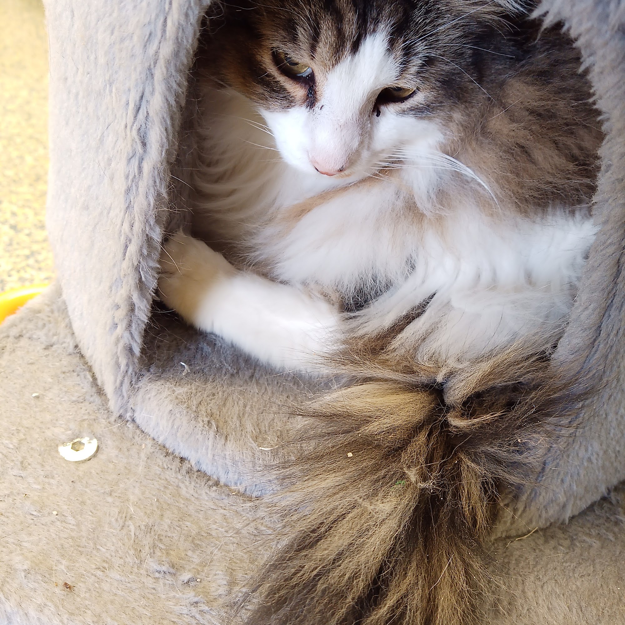 Maumelle Friends of the Animals Dog Park Maumelle