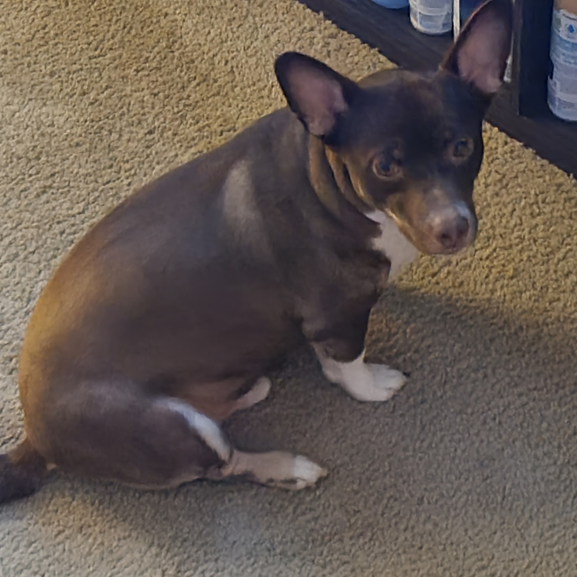 Tammie's Groom Shop Mena