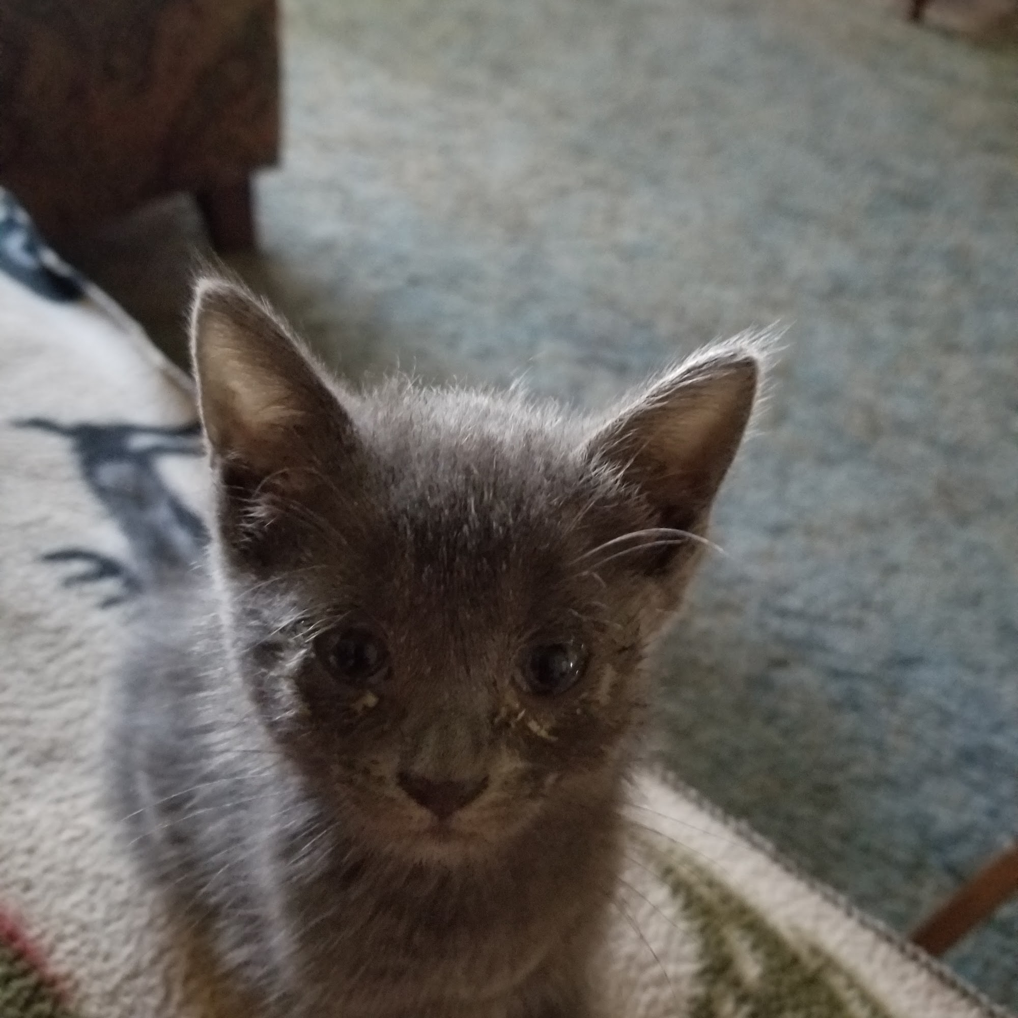 Ouachita Equine Clinic Mena