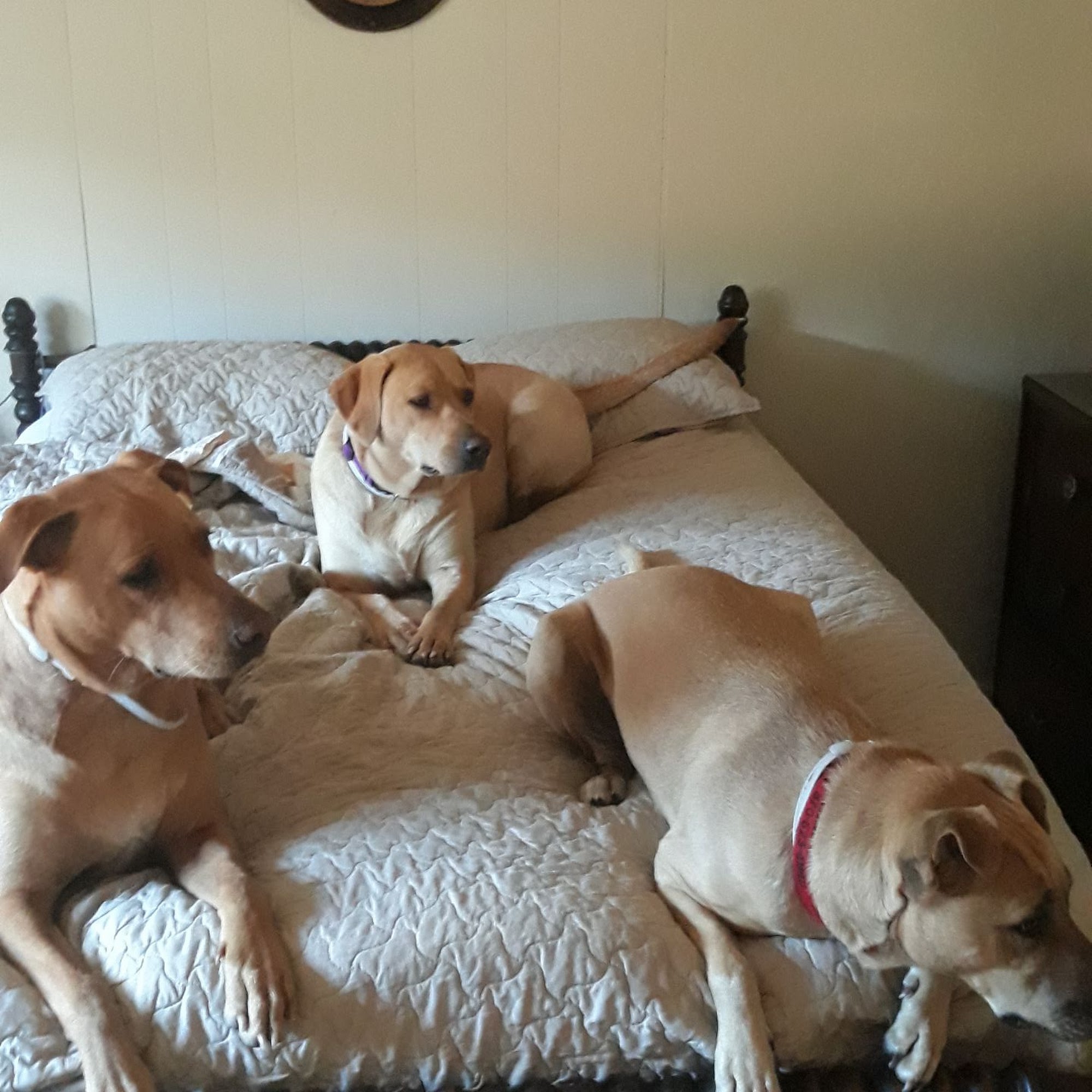 Monticello Animal Clinic Monticello