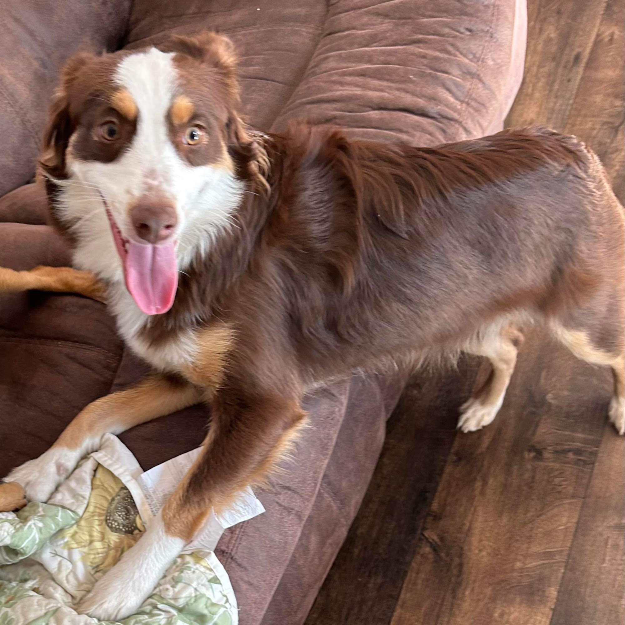 O'Fallon Veterinary Service Monticello