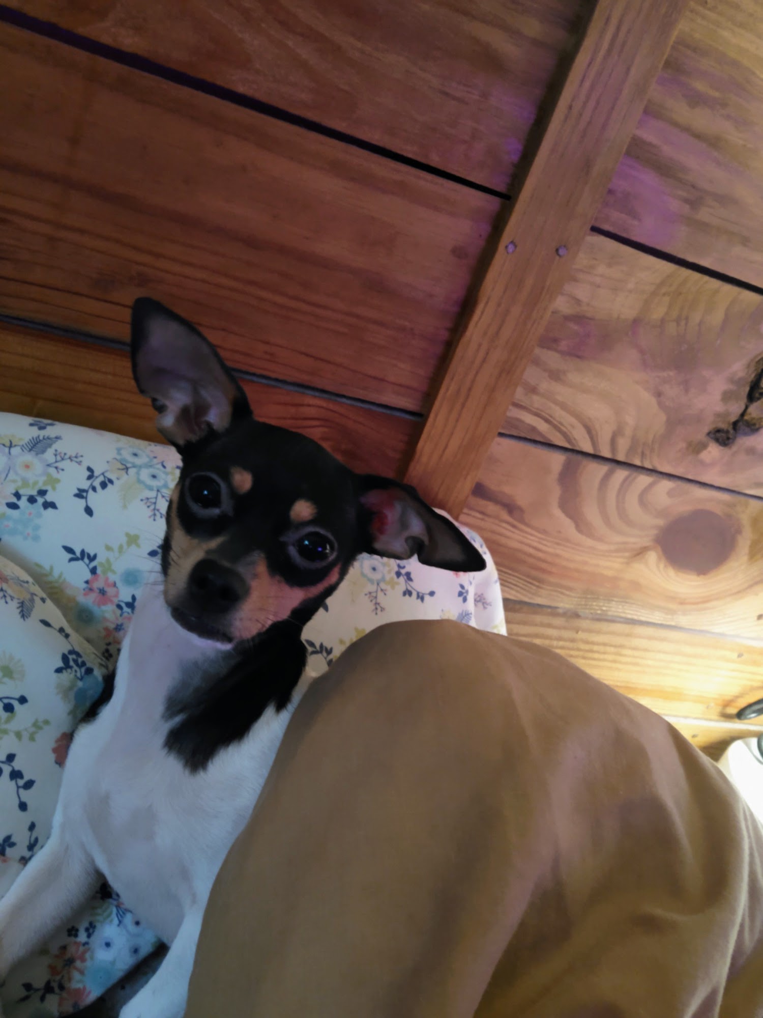 O'Fallon Veterinary Service Monticello