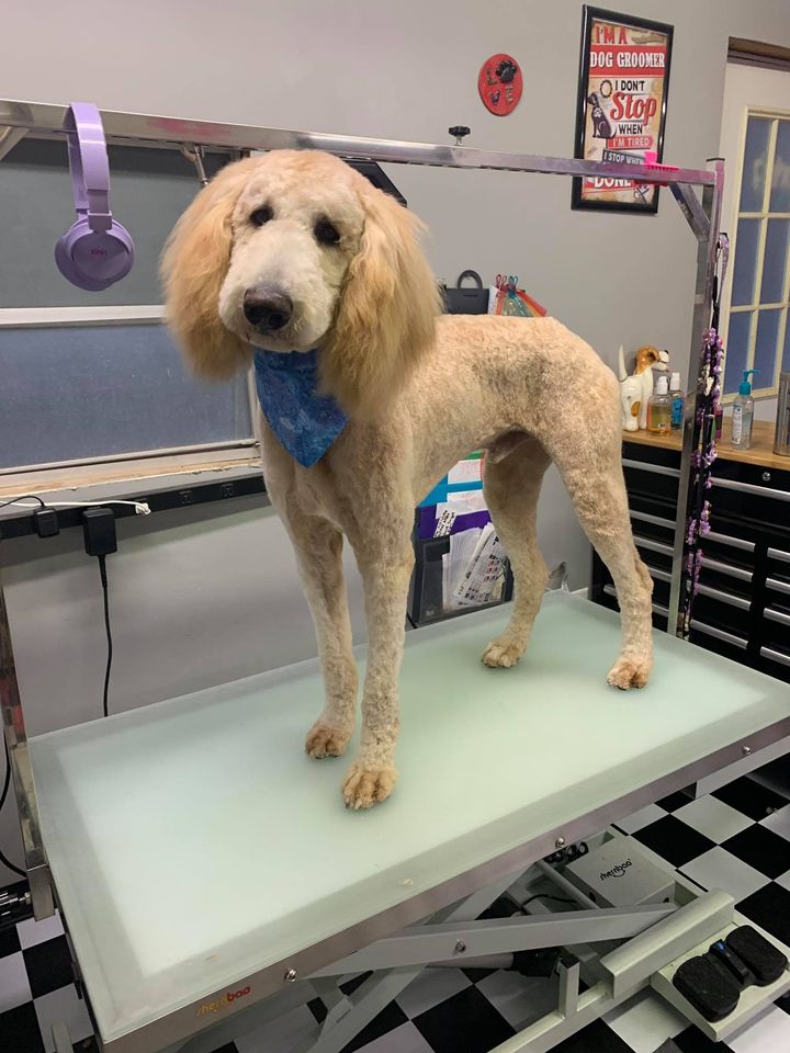 Wet Noses Dog Grooming and Spa 190 Deeper Green Rd, Monticello Arkansas 71655