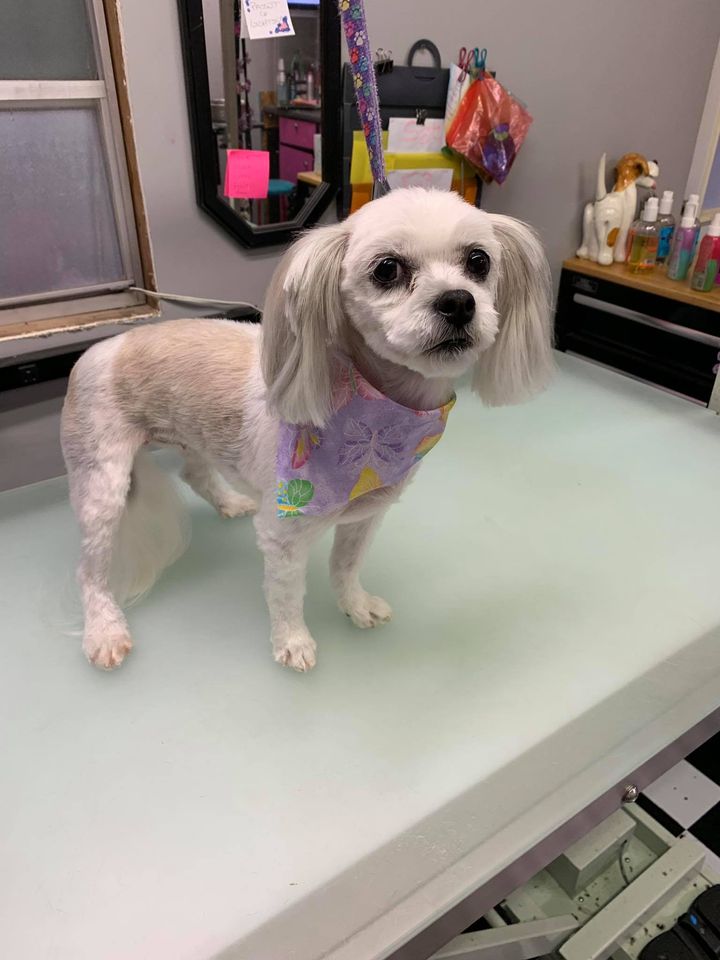 Wet Noses Dog Grooming and Spa Monticello