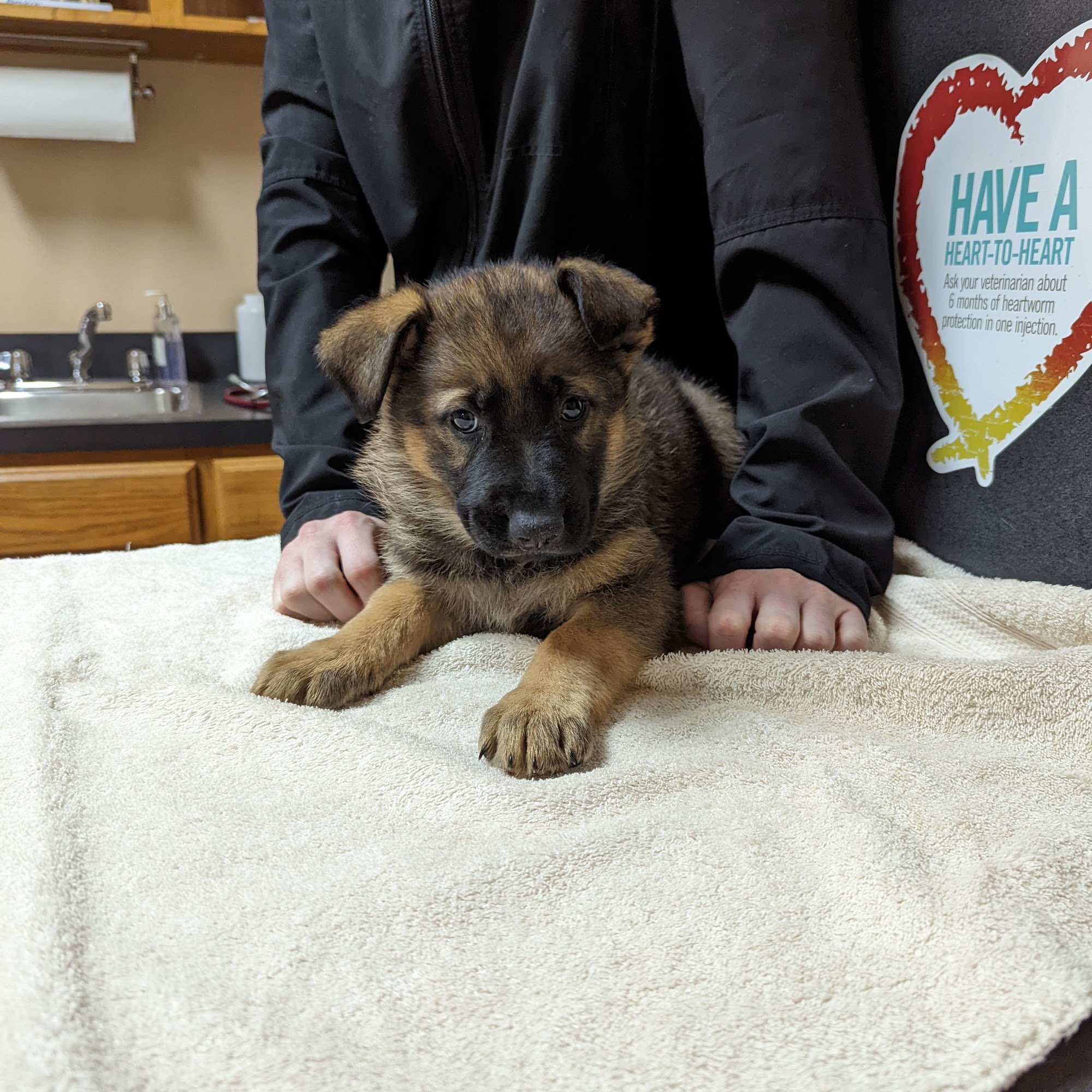 Rohlman Animal Hospital Morrilton