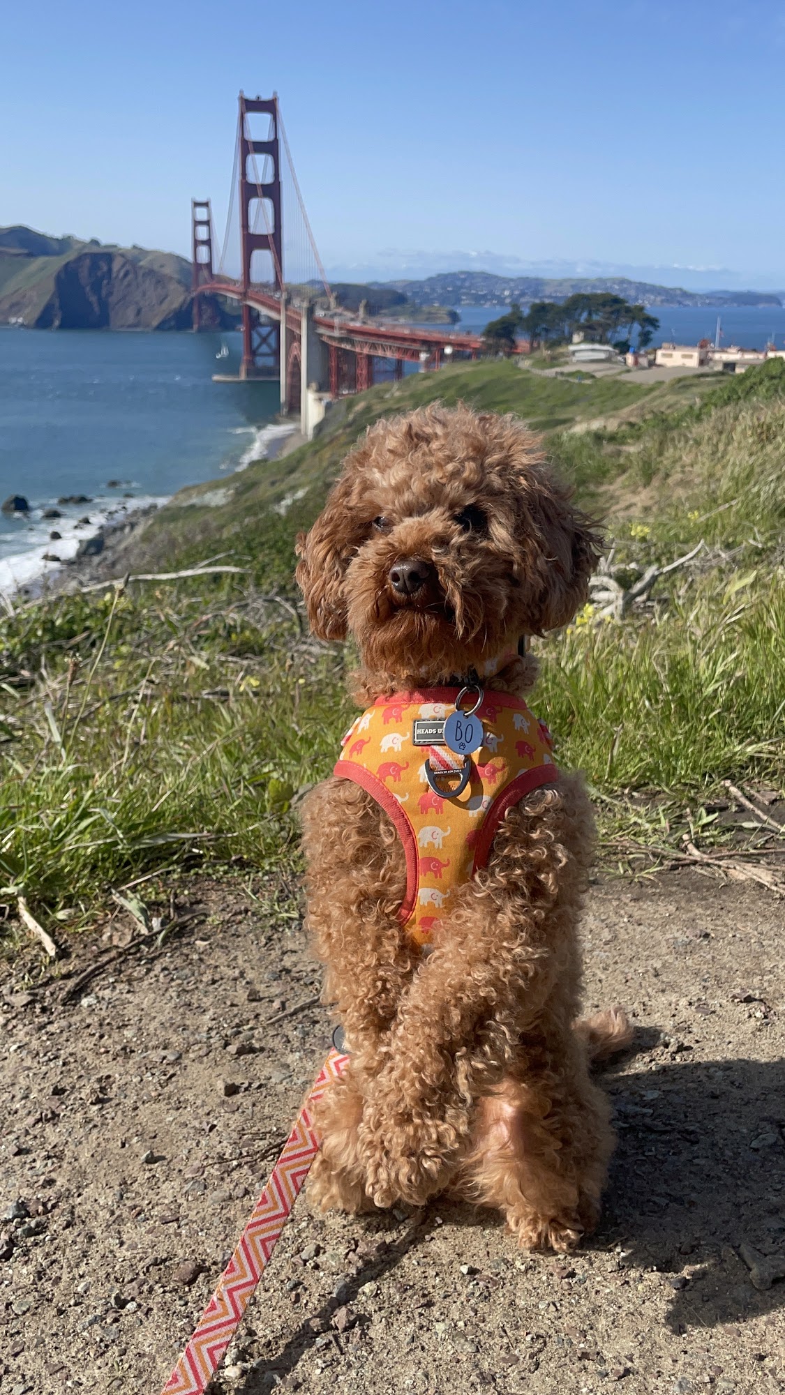 My Doodle Darlins Morrilton