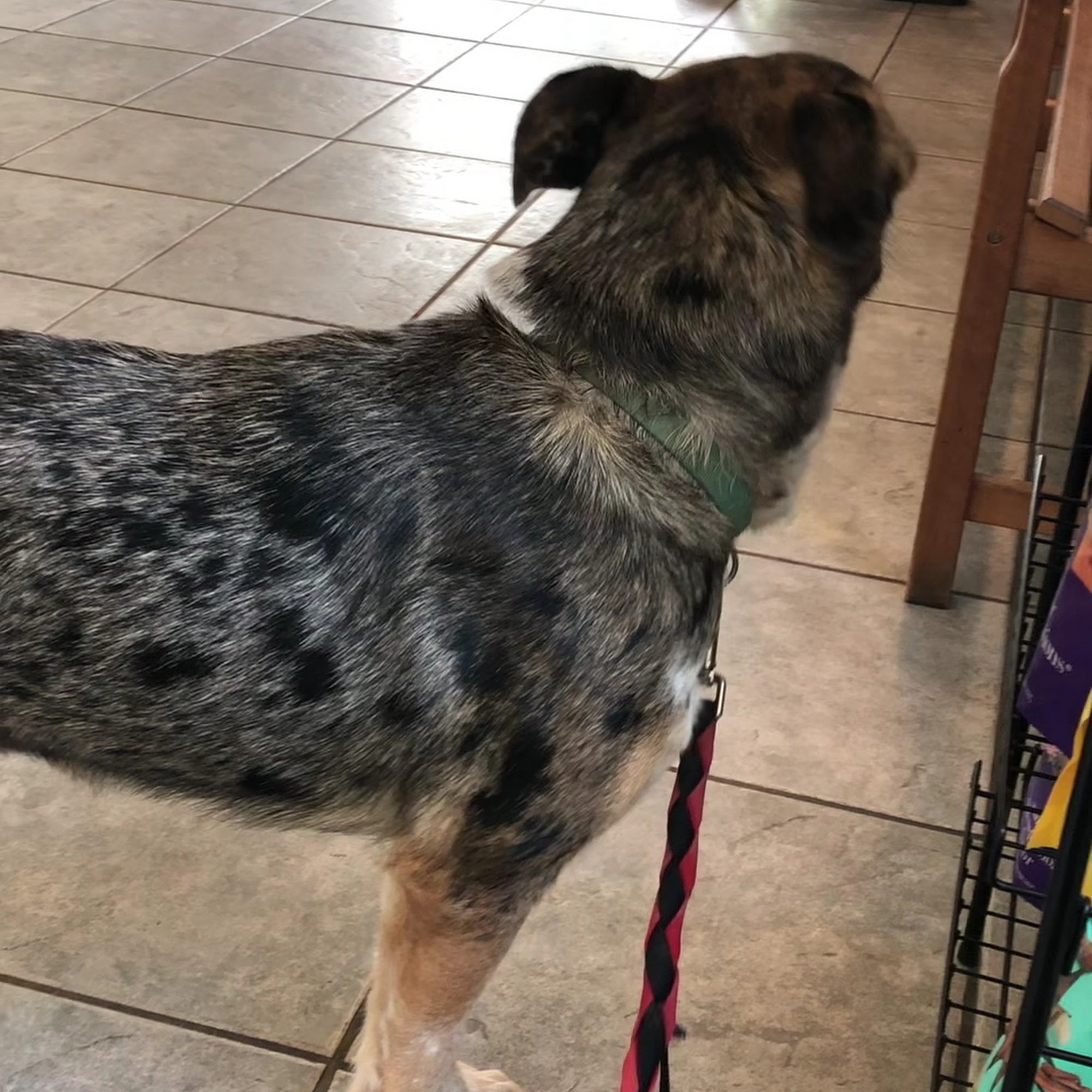 Rob Conner, DVM: All Creatures Veterinary Hospital Mountain Home