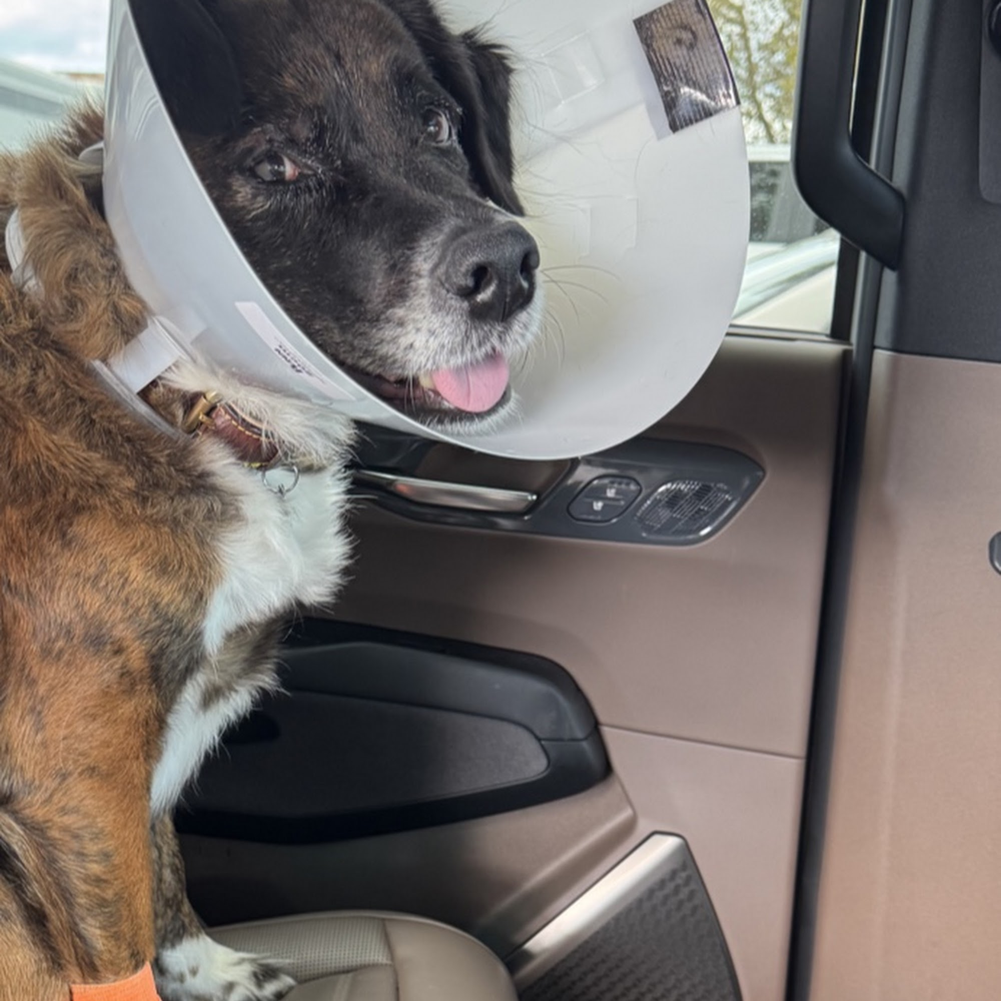 All Creatures Veterinary Hospital Mountain Home