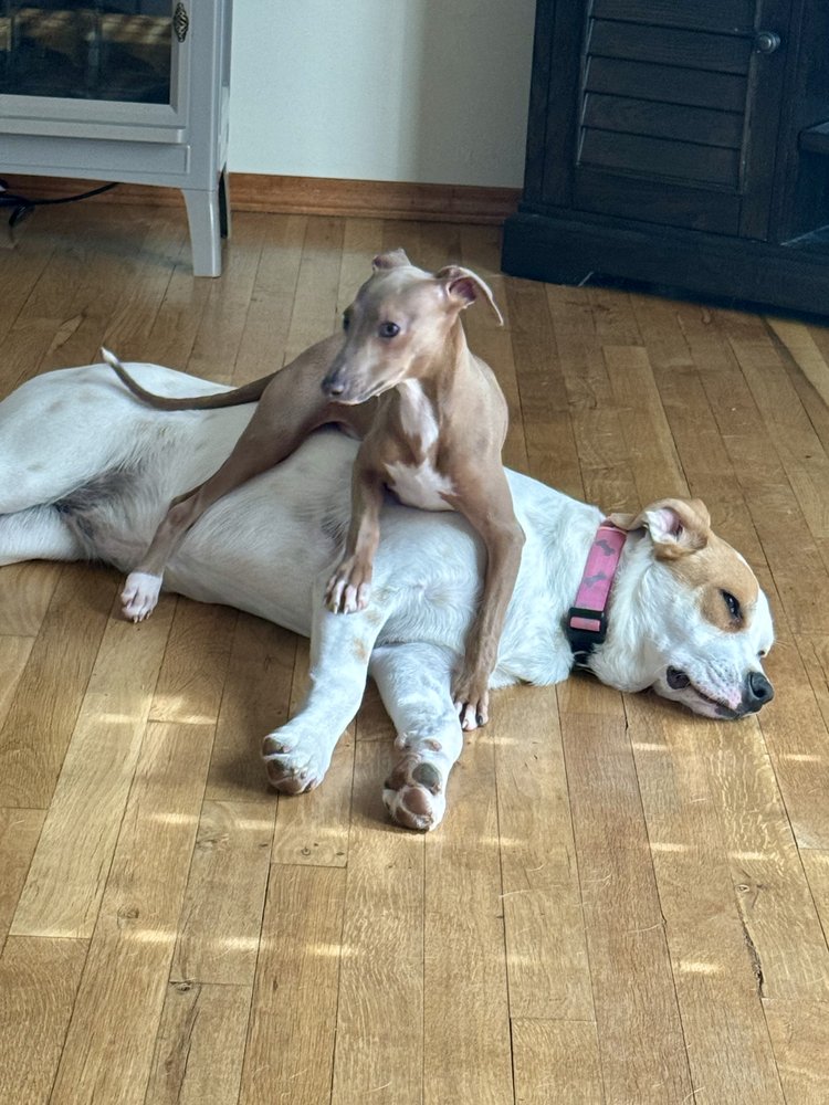 Dog Gone Pretty Mountain Home