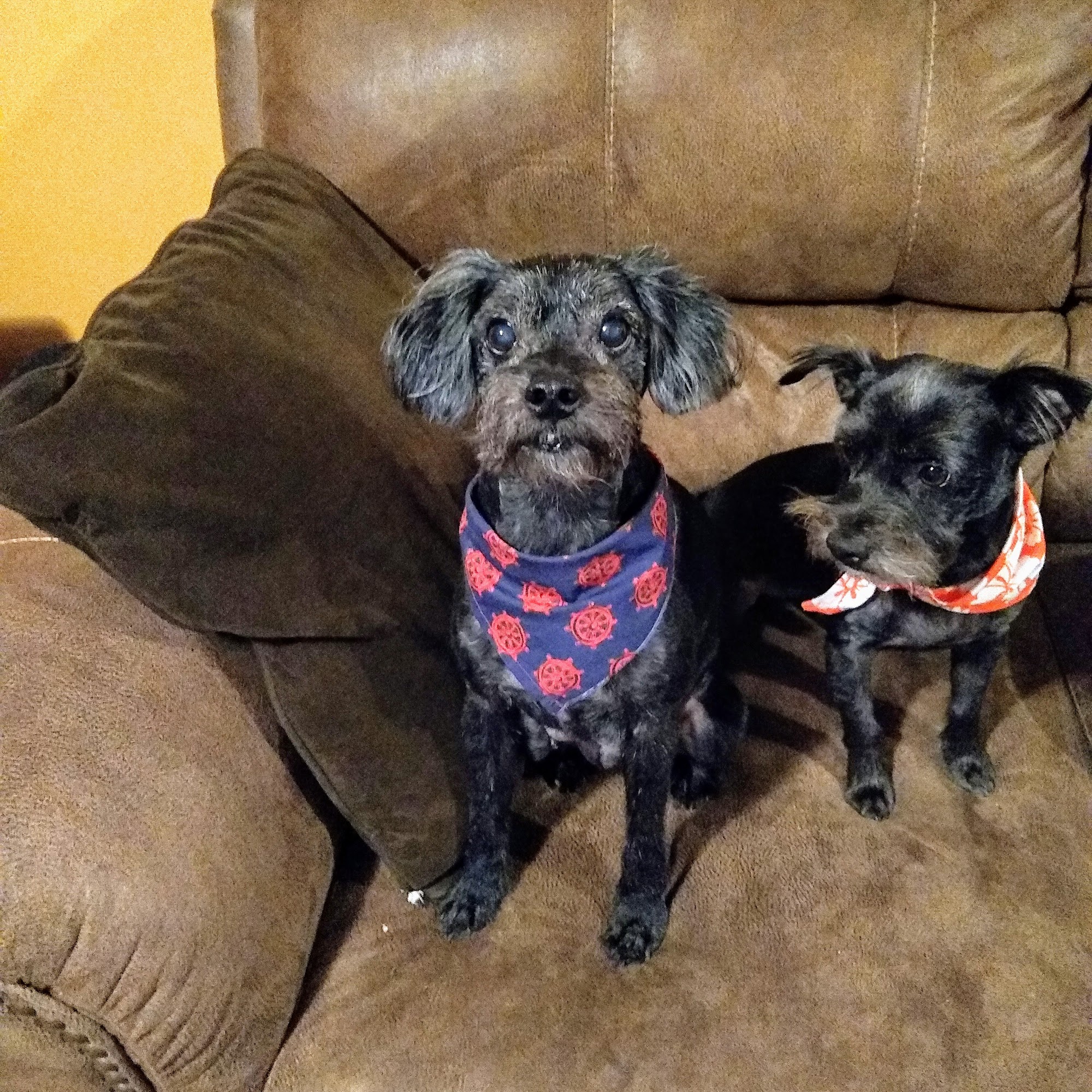 The Dog House Mountain Home