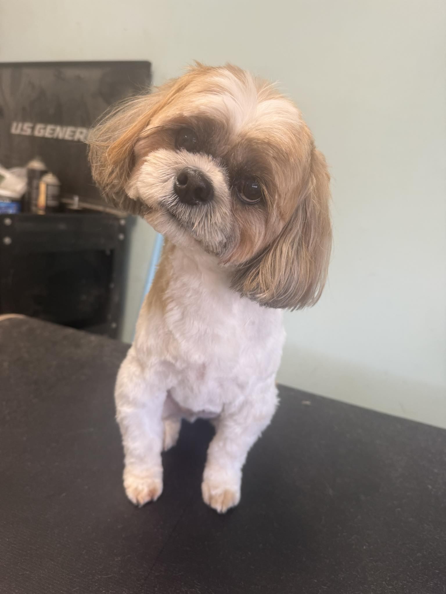 The Dog House Mountain Home