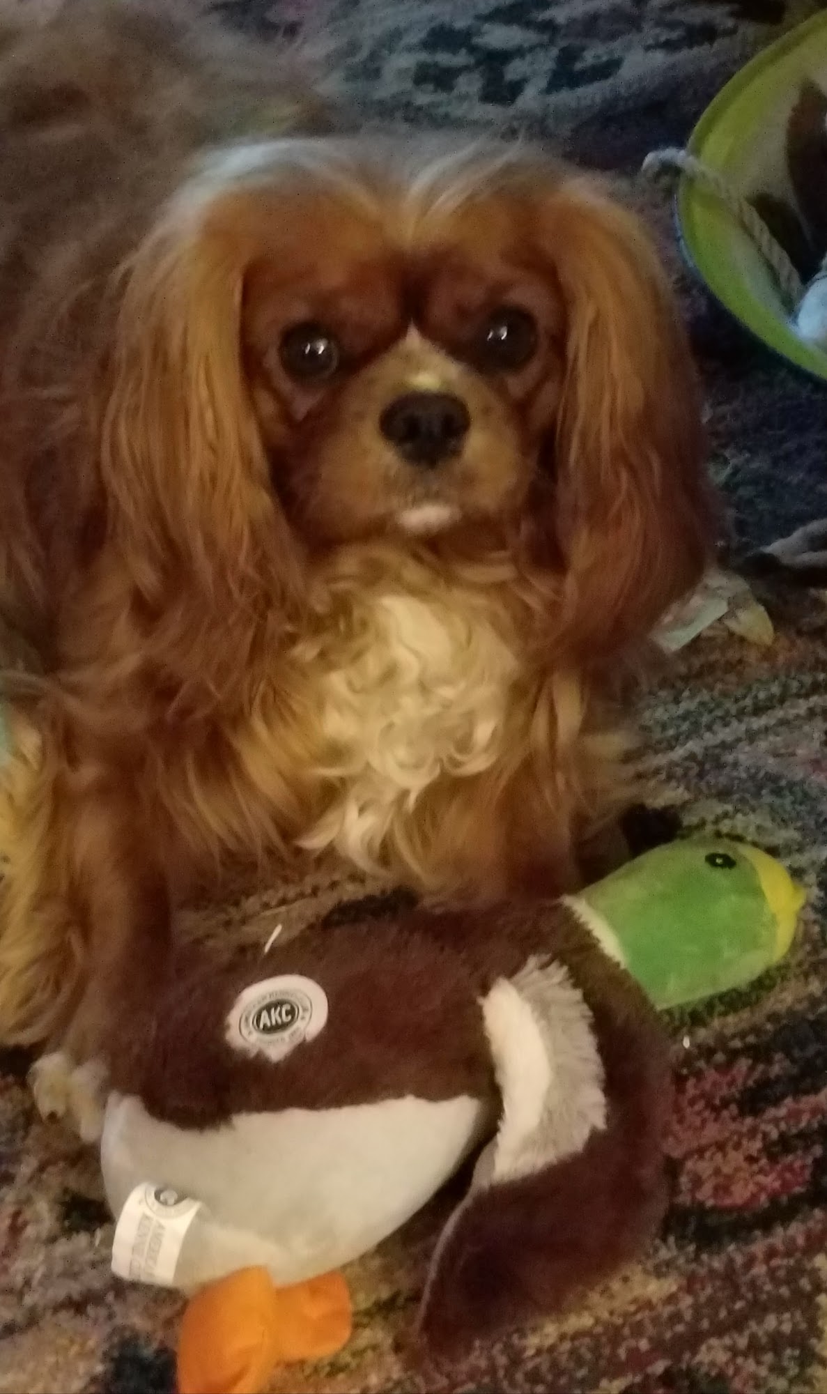 Spotted Dog Mountain View