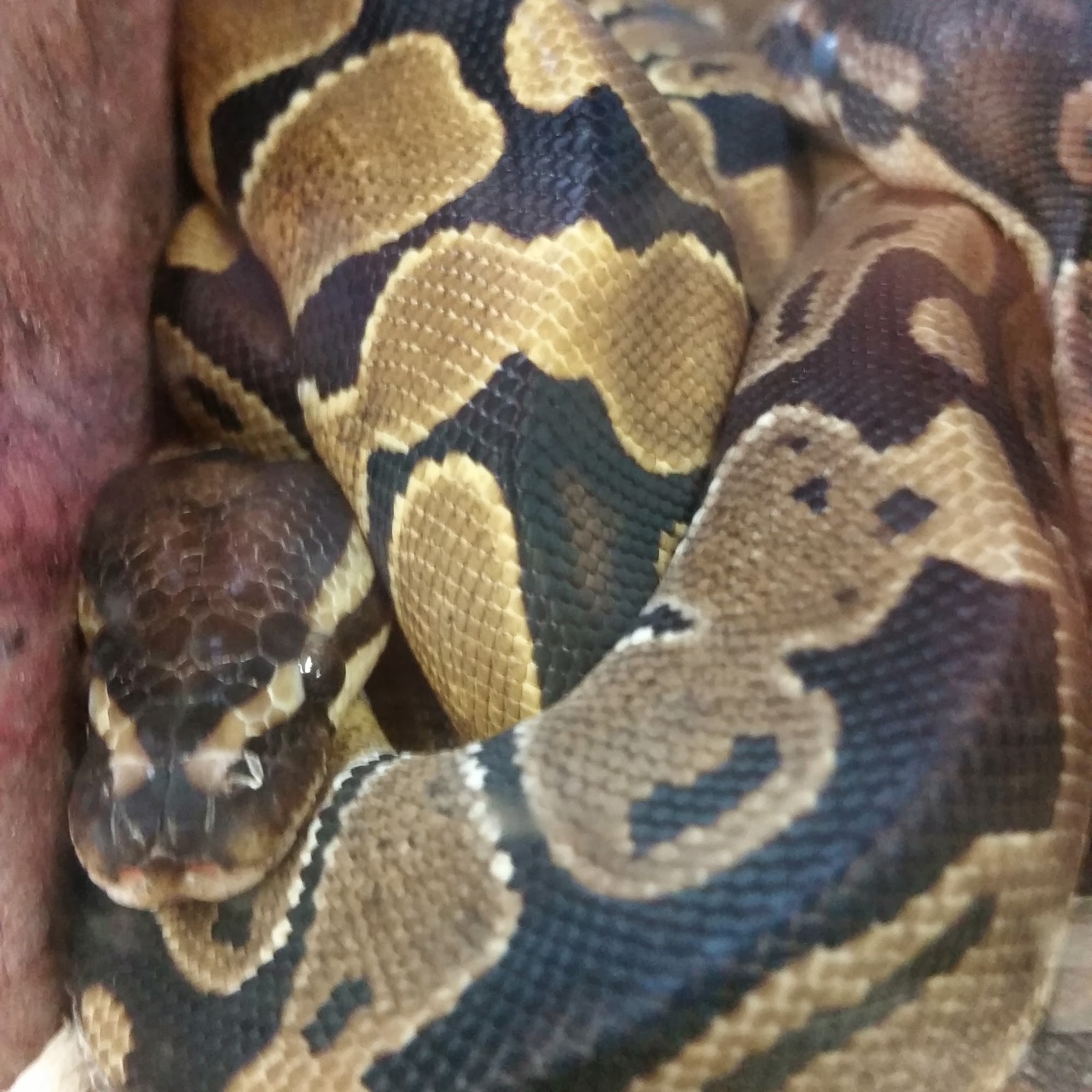 Petco North Little Rock