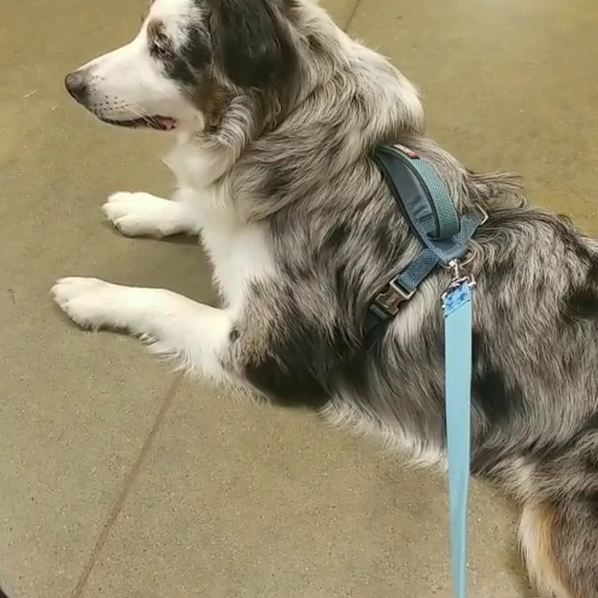 PetSmart North Little Rock