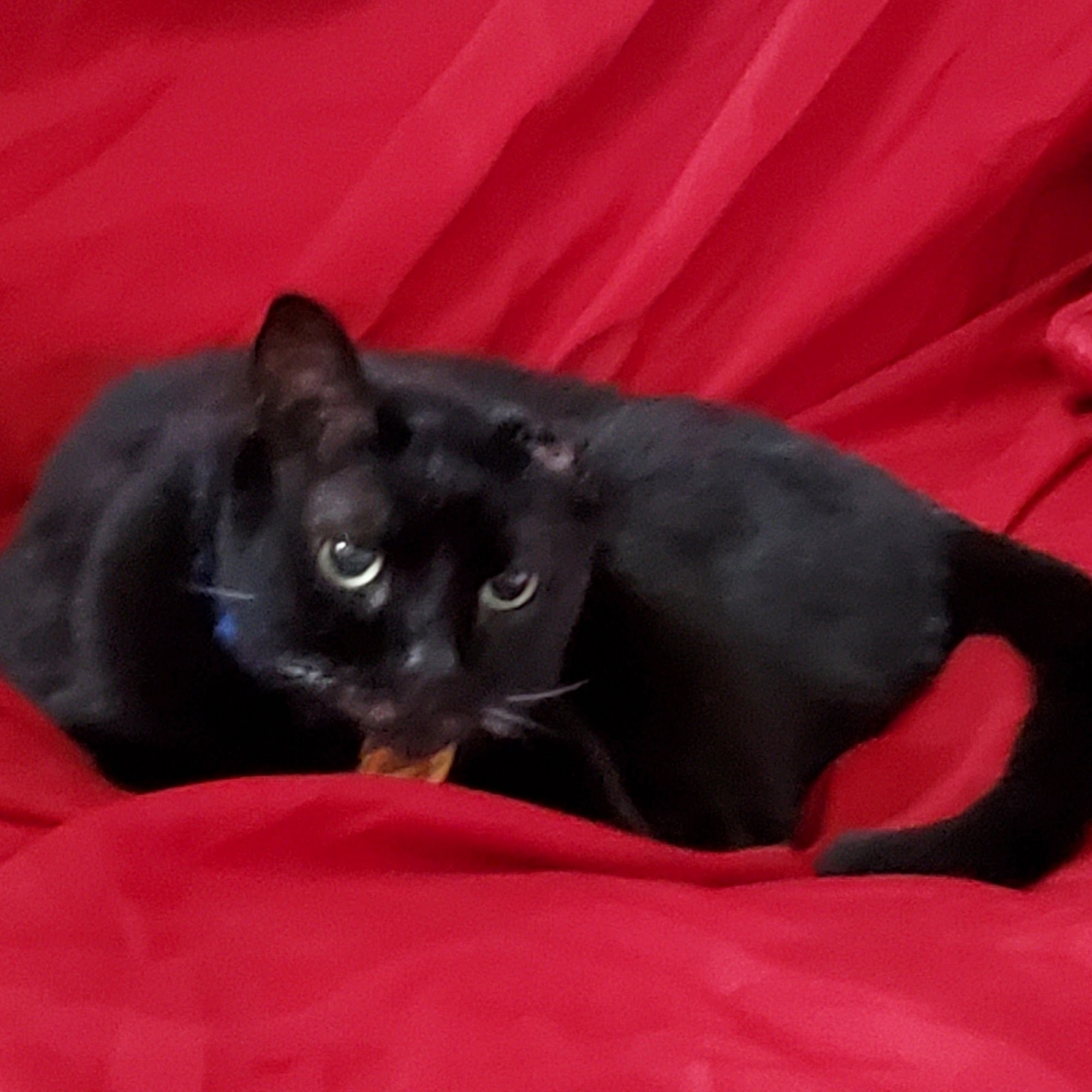 Petsense by Tractor Supply North Little Rock