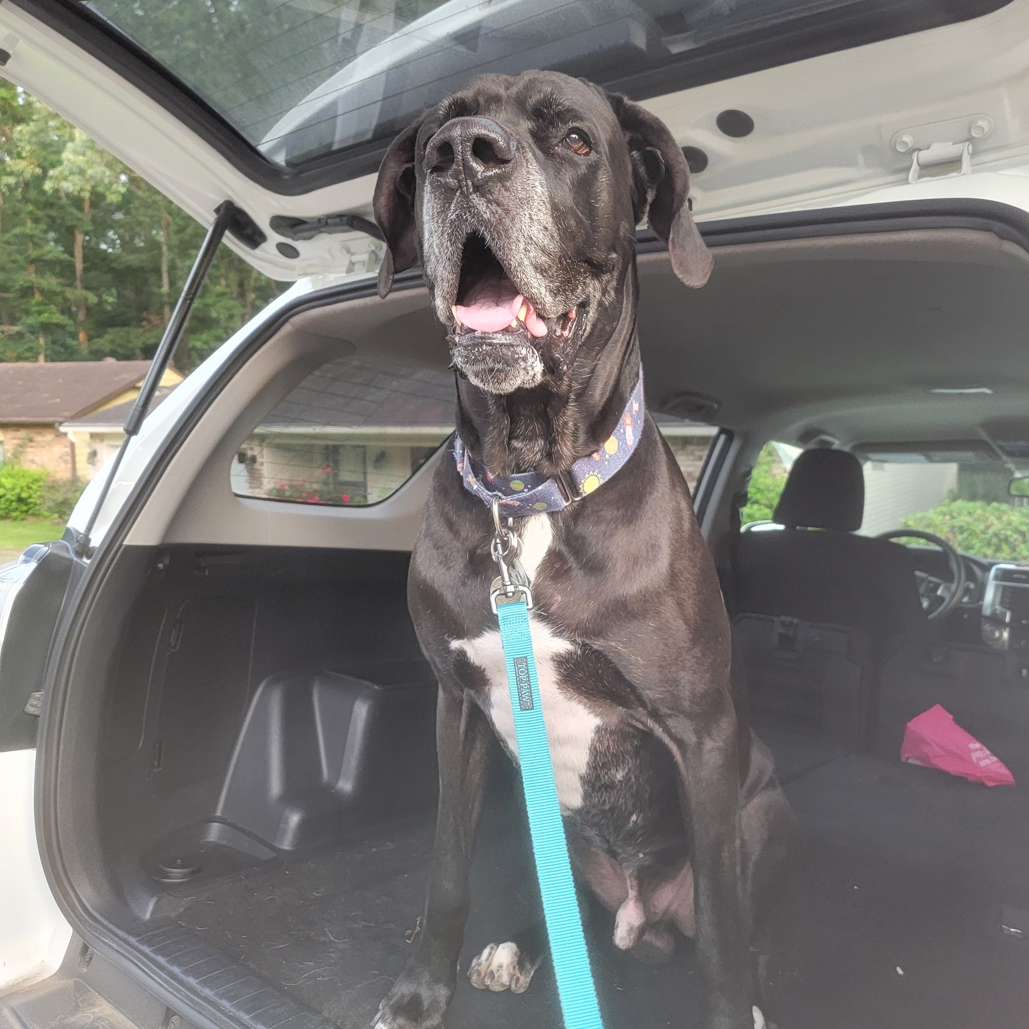 After Hour Animal Hospital, A Thrive Pet Healthcare Partner North Little Rock