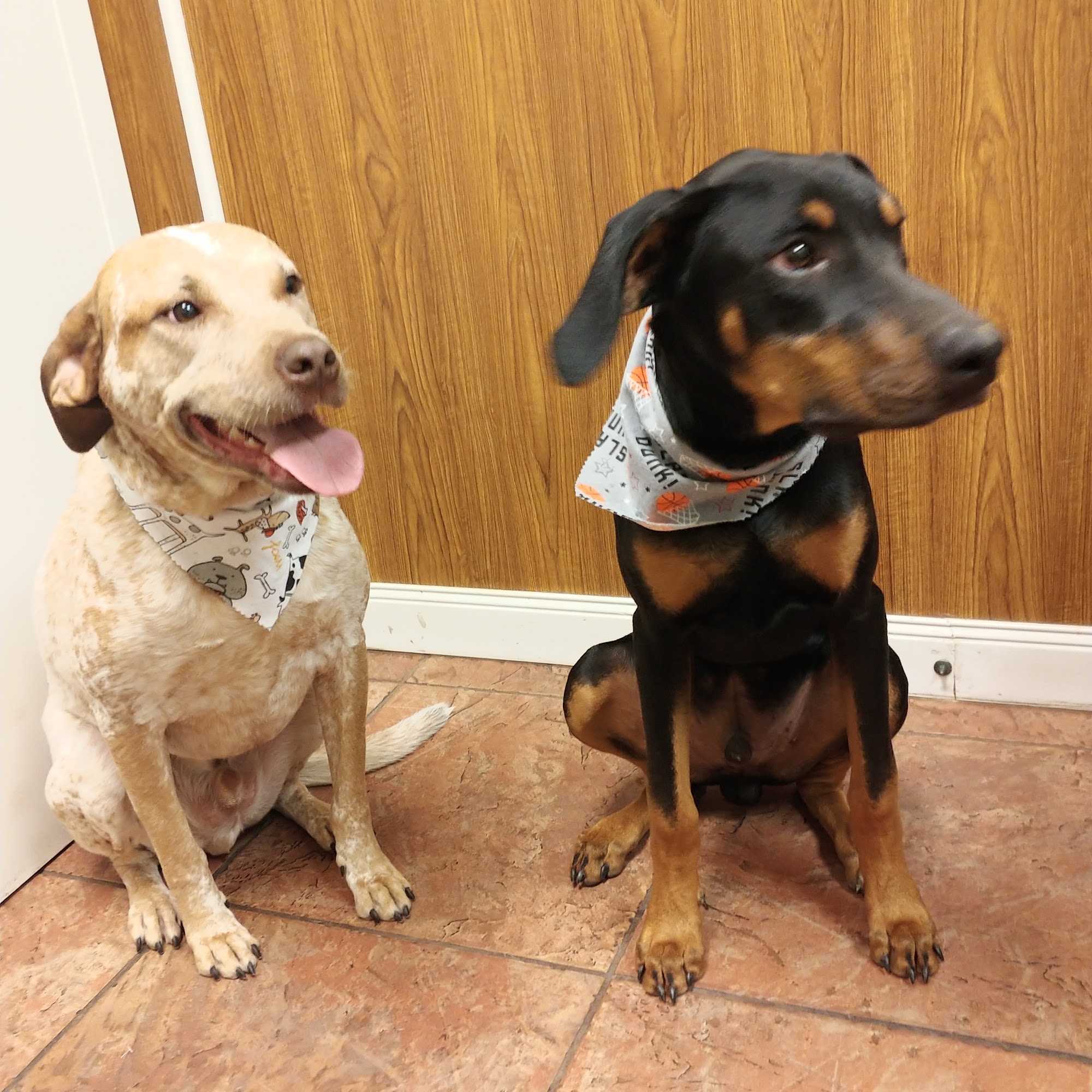 Interstate Animal Clinic North Little Rock