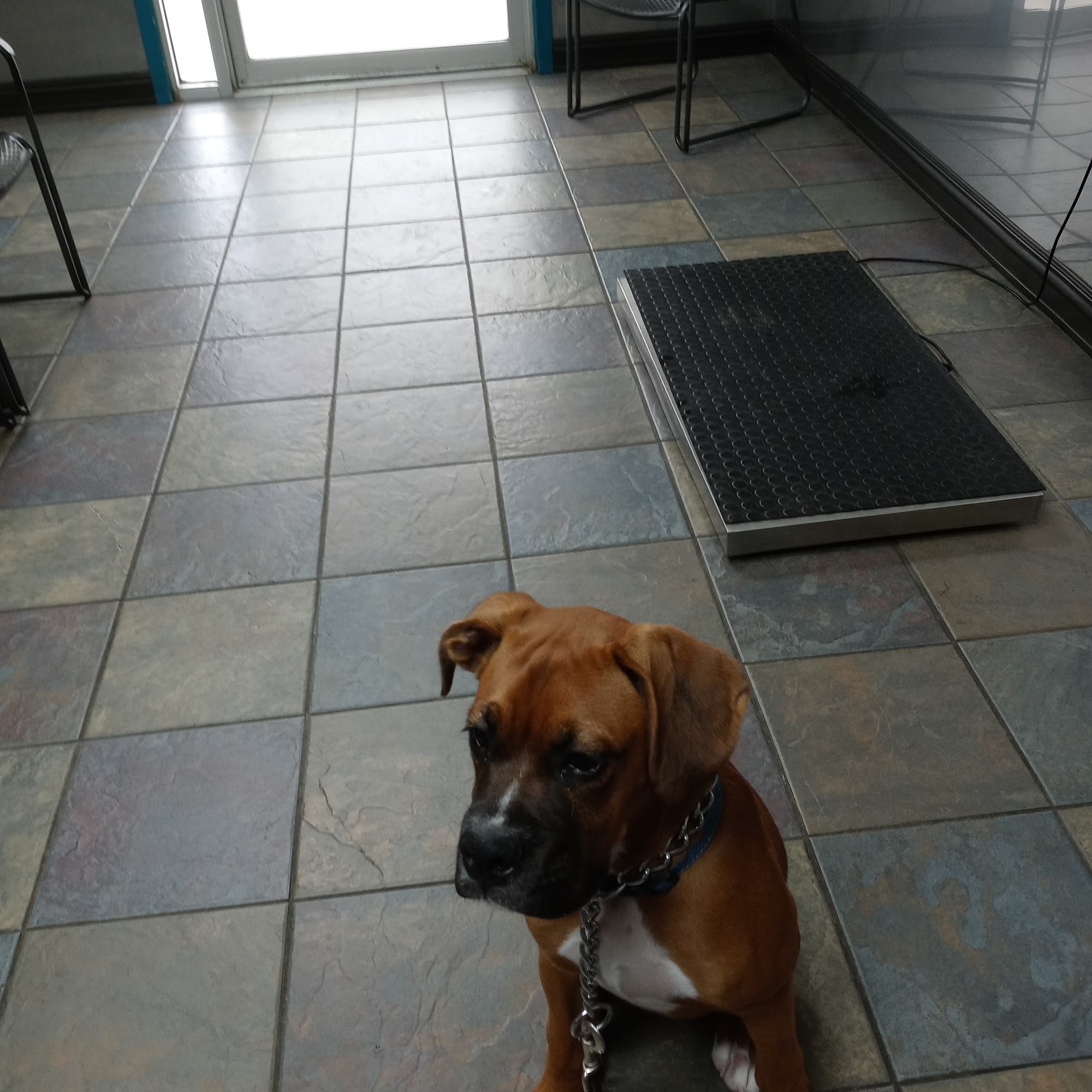 Animal Medical Clinic North Little Rock