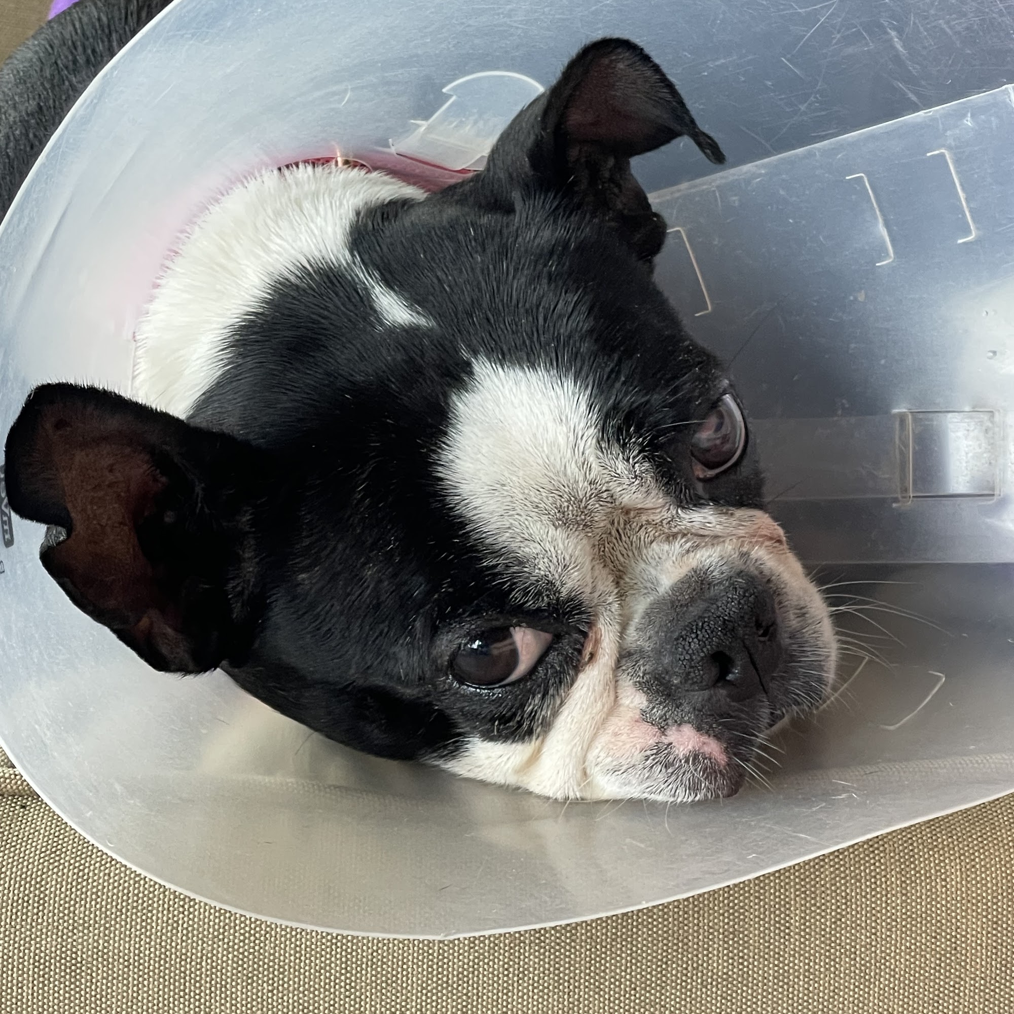 Ozark Animal Hospital - Dr. Holt Ozark