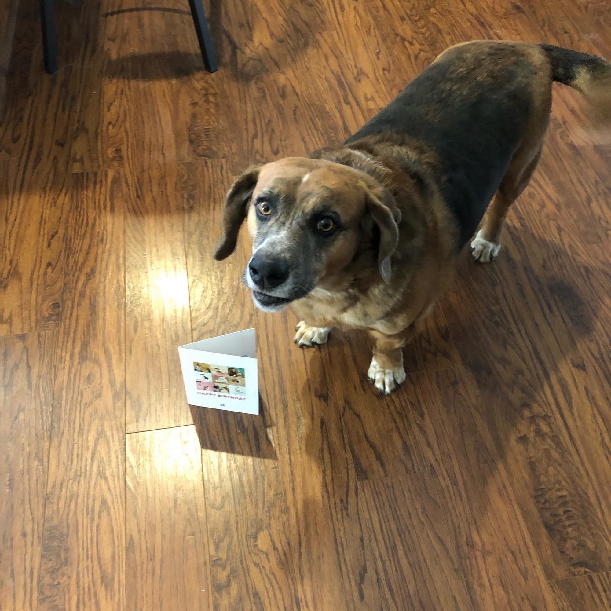 Paragould Animal Clinic Paragould