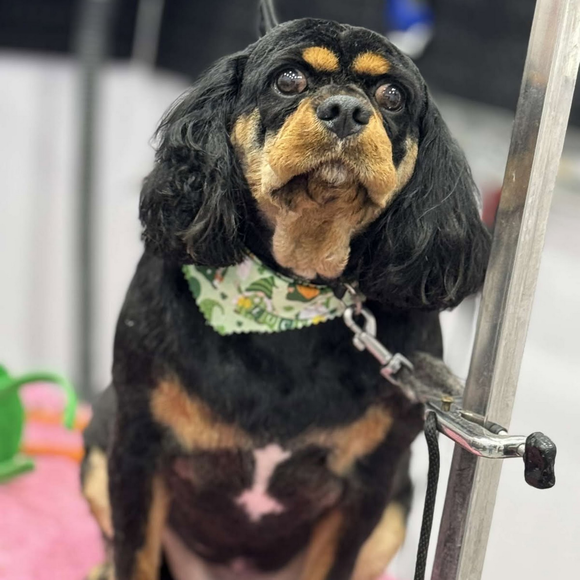 the dog house paragould com Paragould