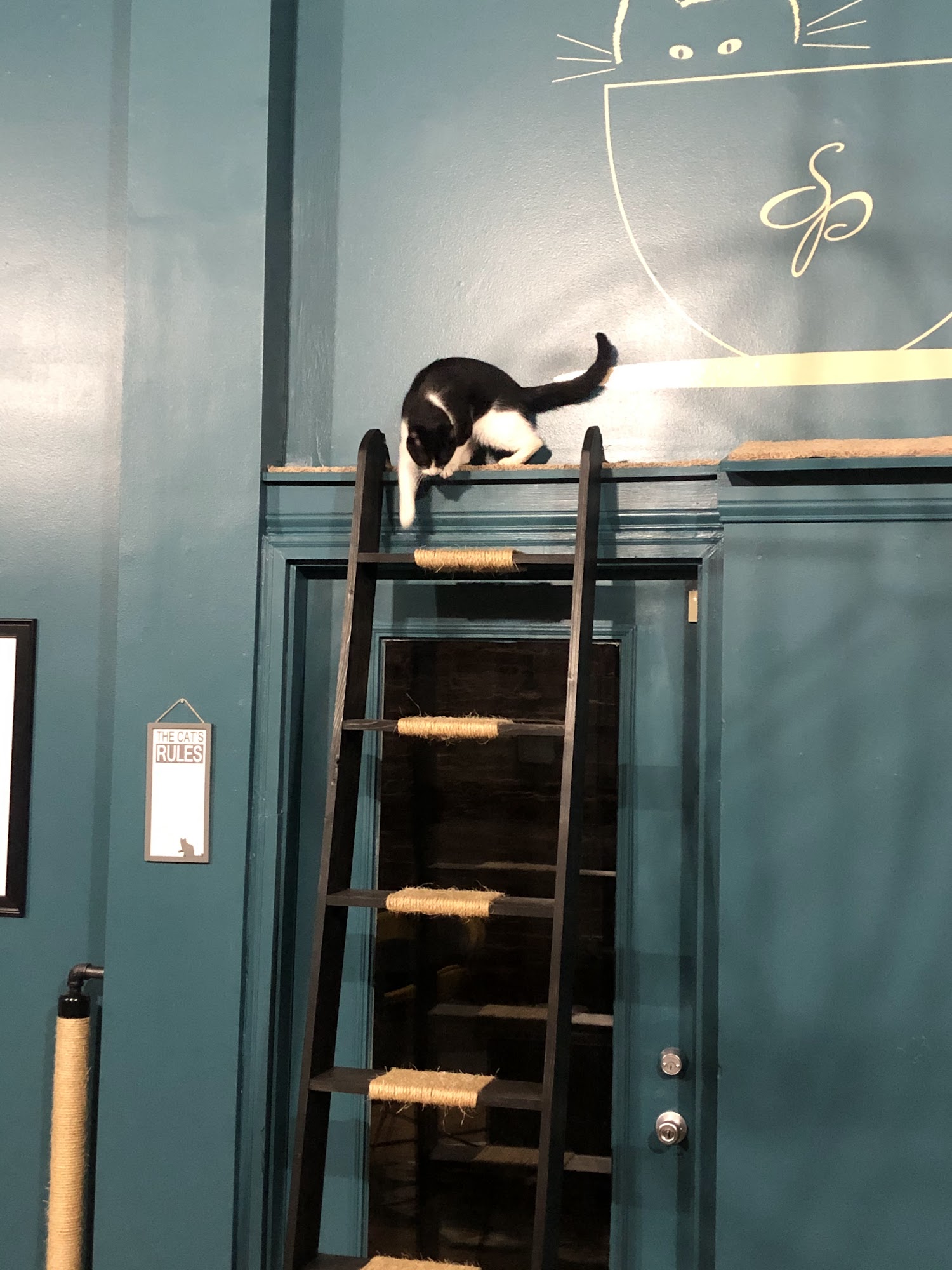 Something Pawsitive Paragould