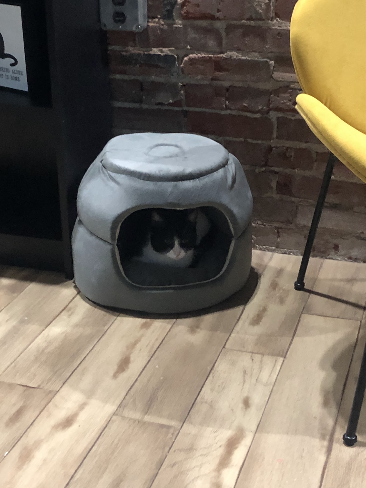 Something Pawsitive Paragould